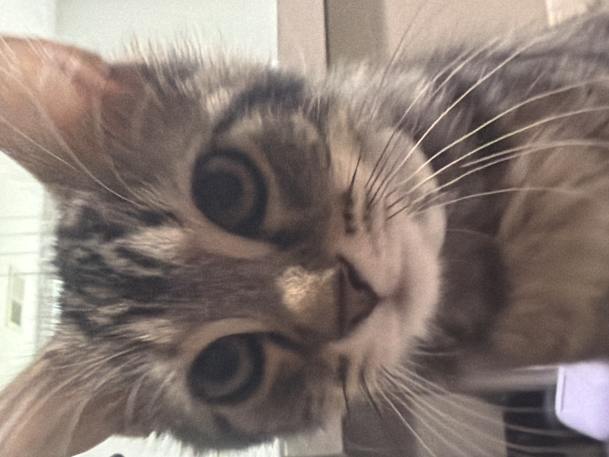 This is a close-up, head-on, slightly blurry, eye-level photograph of a domestic cat with tabby markings. The cat's face is the primary subject, with its large eyes, prominent whiskers, and striped fur clearly visible. The background is out of focus, showing what appears to be an indoor environment with muted, neutral tones and soft lighting. There are no other subjects or objects identifiable in the image. The location of Myrtle Beach, United States, cannot be determined from the visual information present in the photograph.