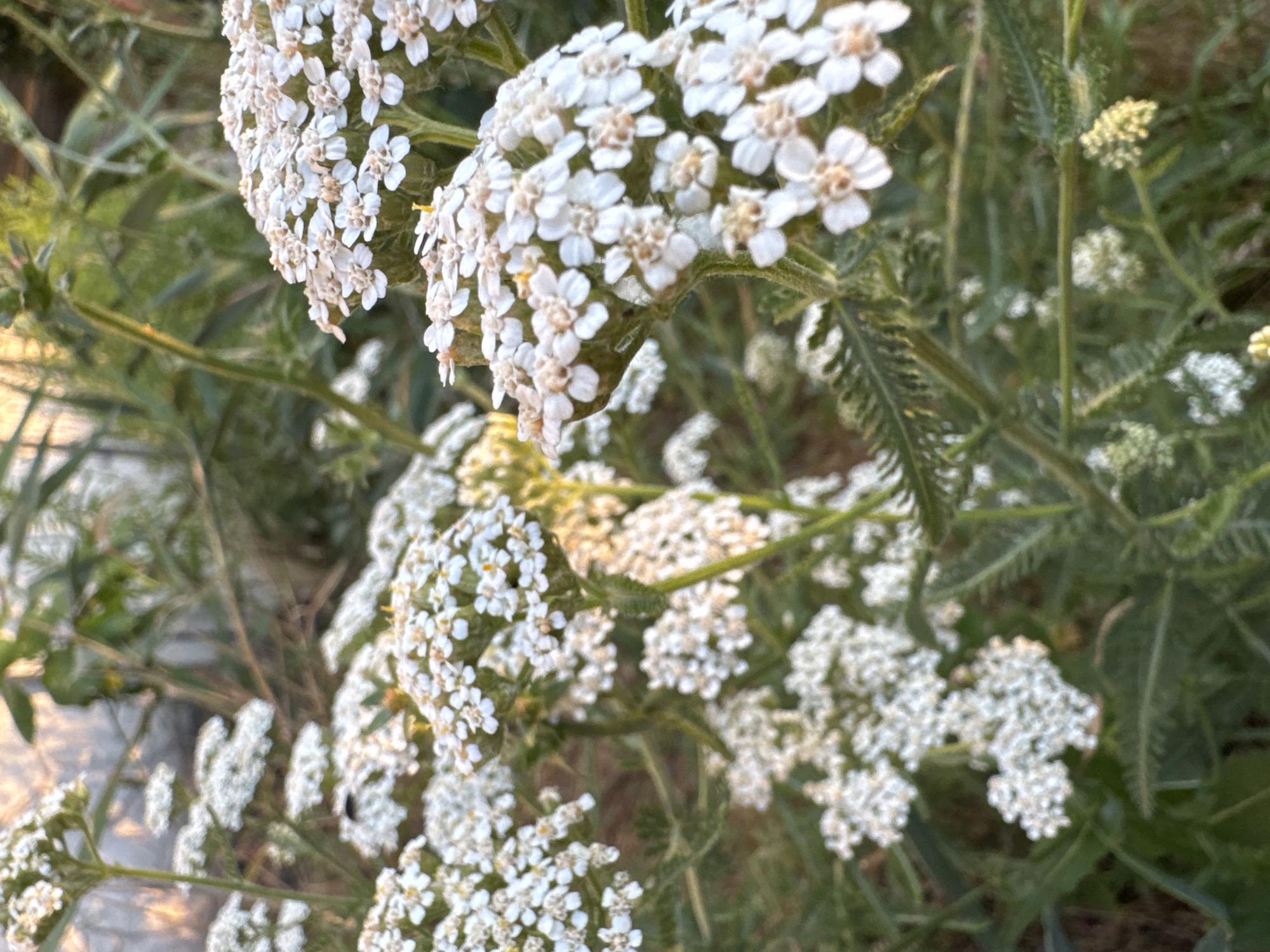 The image displays a close-up view of white yarrow flowers with green foliage in the foreground. The flowers are clustered and have small, delicate petals. In the background, blurred greenery and what appears to be a wooden fence can be seen, suggesting an outdoor setting. The lighting suggests it is either early morning or late afternoon, with soft, warm light illuminating the scene. The location is specified as Karachunivka, Ukraine. There are no people or animals visible in the image, and no actions or interactions are depicted. The scene is a natural one, focusing on the botanical elements.