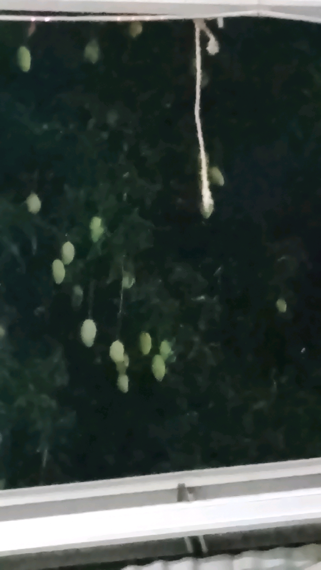 The image depicts a dimly lit outdoor scene, possibly taken at dusk or night, with an emphasis on a cluster of small, light-colored fruits hanging from branches of a dark, leafy tree. The fruits appear oval-shaped and are scattered throughout the foliage. A thin, white string or vine hangs vertically from the top of the frame, with a fuzzy or textured appearance. The foreground shows a white, horizontal structure, likely a window frame or ledge, which creates a framing effect for the scene beyond. The overall impression is that of a natural environment viewed from a sheltered position. The provided metadata suggests the image was taken in Ujungrusi, Indonesia, implying the fruits might be a local variety.