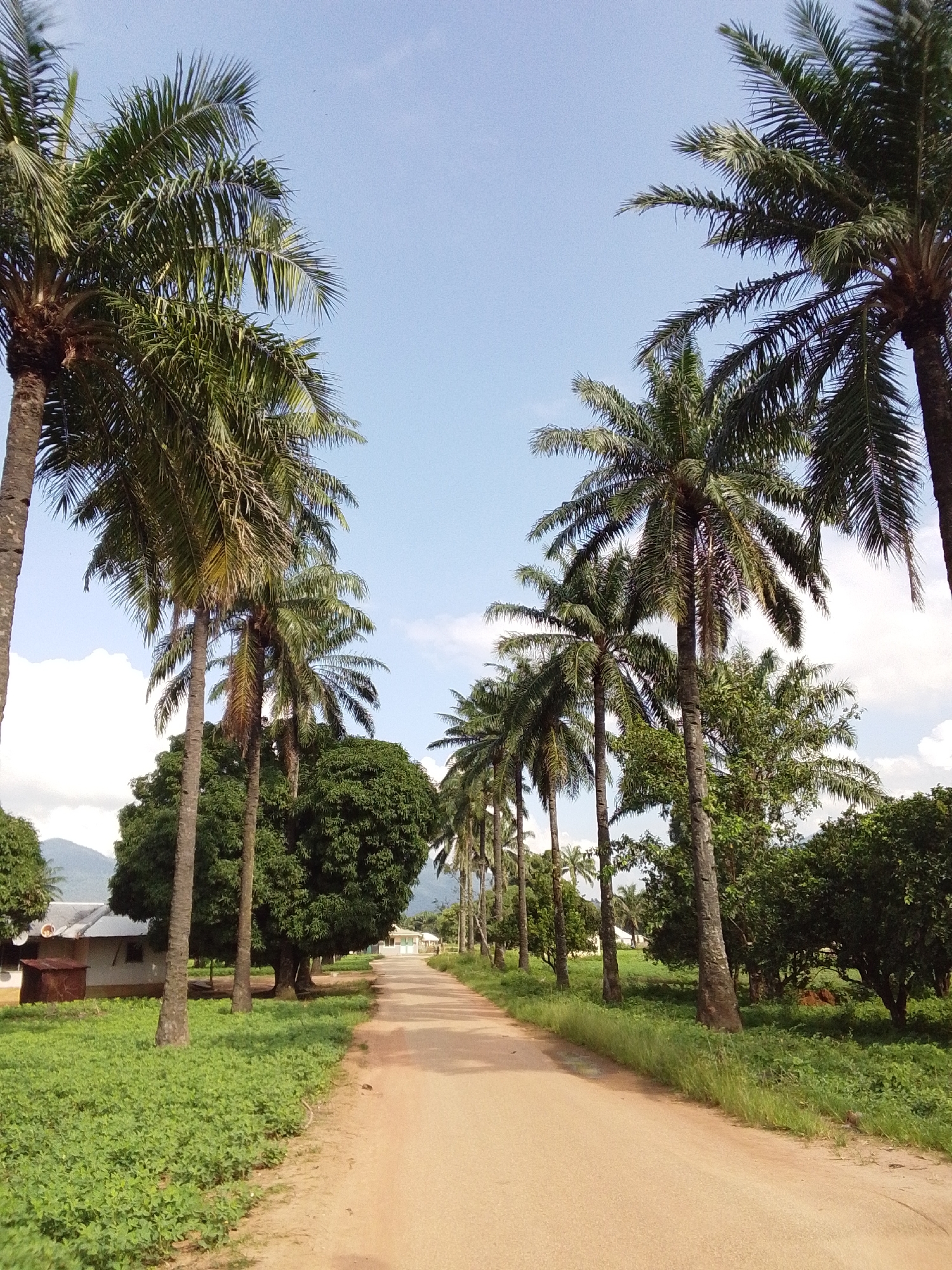 The image depicts a dirt road lined with palm trees on both sides, leading into the distance. The road is bordered by lush green vegetation, including grass and bushes. On the left side of the road, there is a low-lying building with a corrugated metal roof and a small red structure next to it, possibly a shed. Further in the background on the left, a large, dense green tree stands prominently, and behind it, mountains are visible in the distance under a partly cloudy blue sky. On the right side of the road, more palm trees and dense green foliage are present, with another building visible further down the road. The scene appears to be in a rural or semi-rural area. Given the context of Serti, Nigeria, this image likely captures a scene from the town.