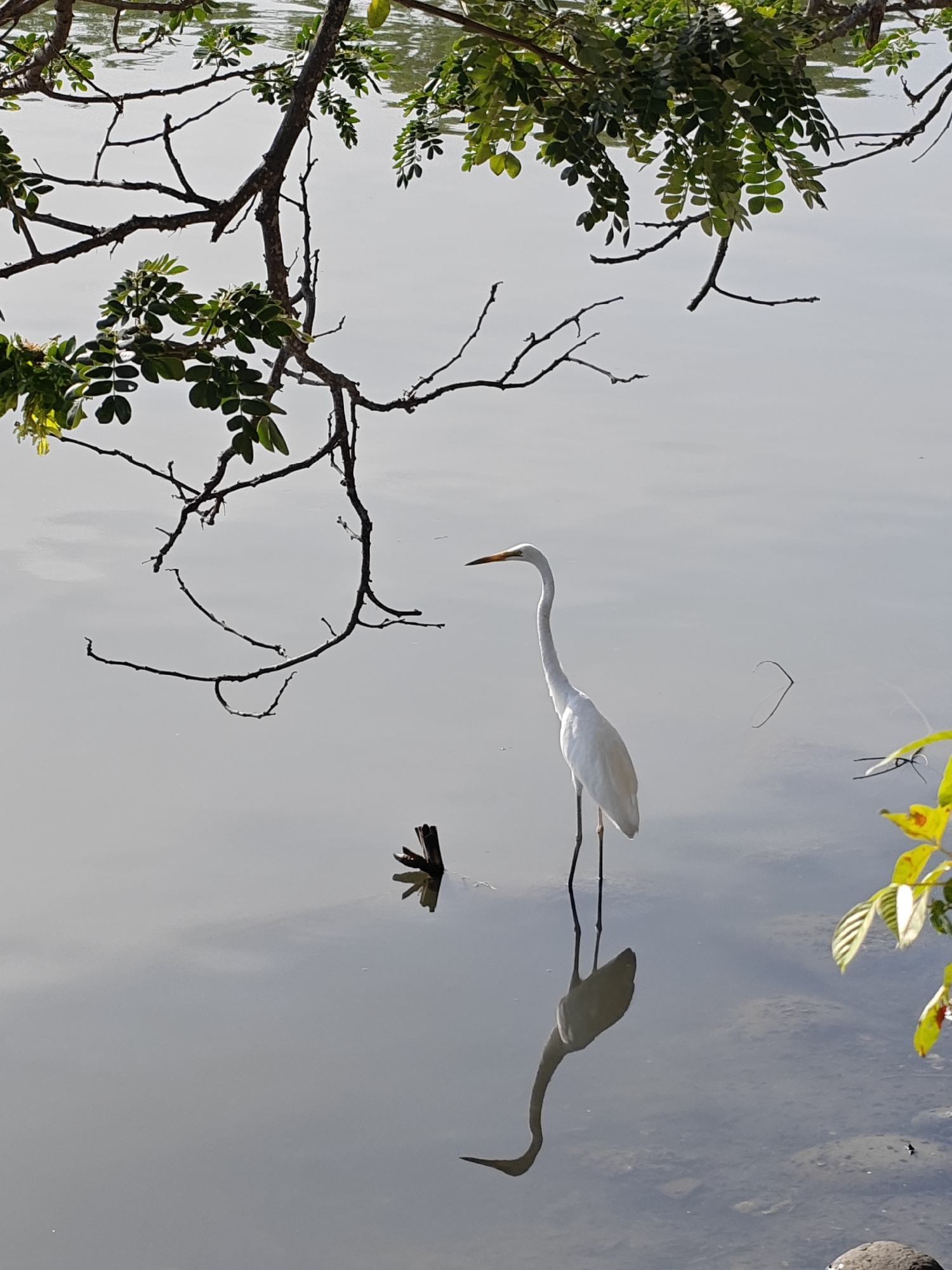 An eye-level medium shot shows a great egret standing in a body of calm, reflective water in Lhokseumawe, Indonesia. The bird is white with a long neck and legs, and a yellow beak. Its reflection is visible in the water. Overhanging tree branches with green leaves frame the top left and right edges of the image, providing a natural border. The background consists of the water surface reflecting the sky. A small piece of wood sticks out of the water near the bird.