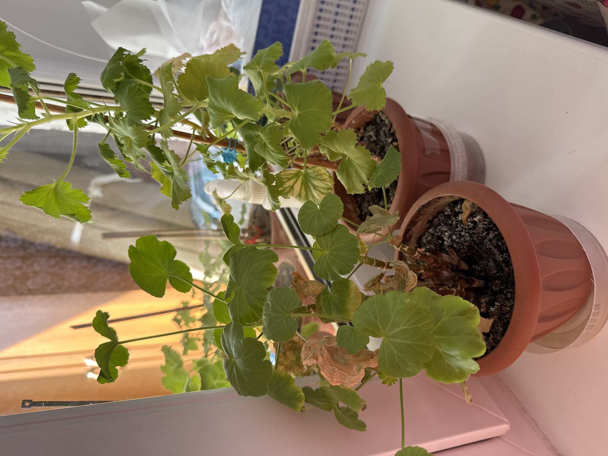 The image shows two potted geranium plants sitting on a windowsill. The geraniums are in brown terracotta pots. The leaves of the geraniums appear to be a mix of green and yellow. Some of the leaves on the lower geranium are brown and withered. The soil in the pots appears dark and dry. The windowsill is white and the background is blurred. There is no evidence to confirm the plants are located in the city of Izhevsk, Russia.