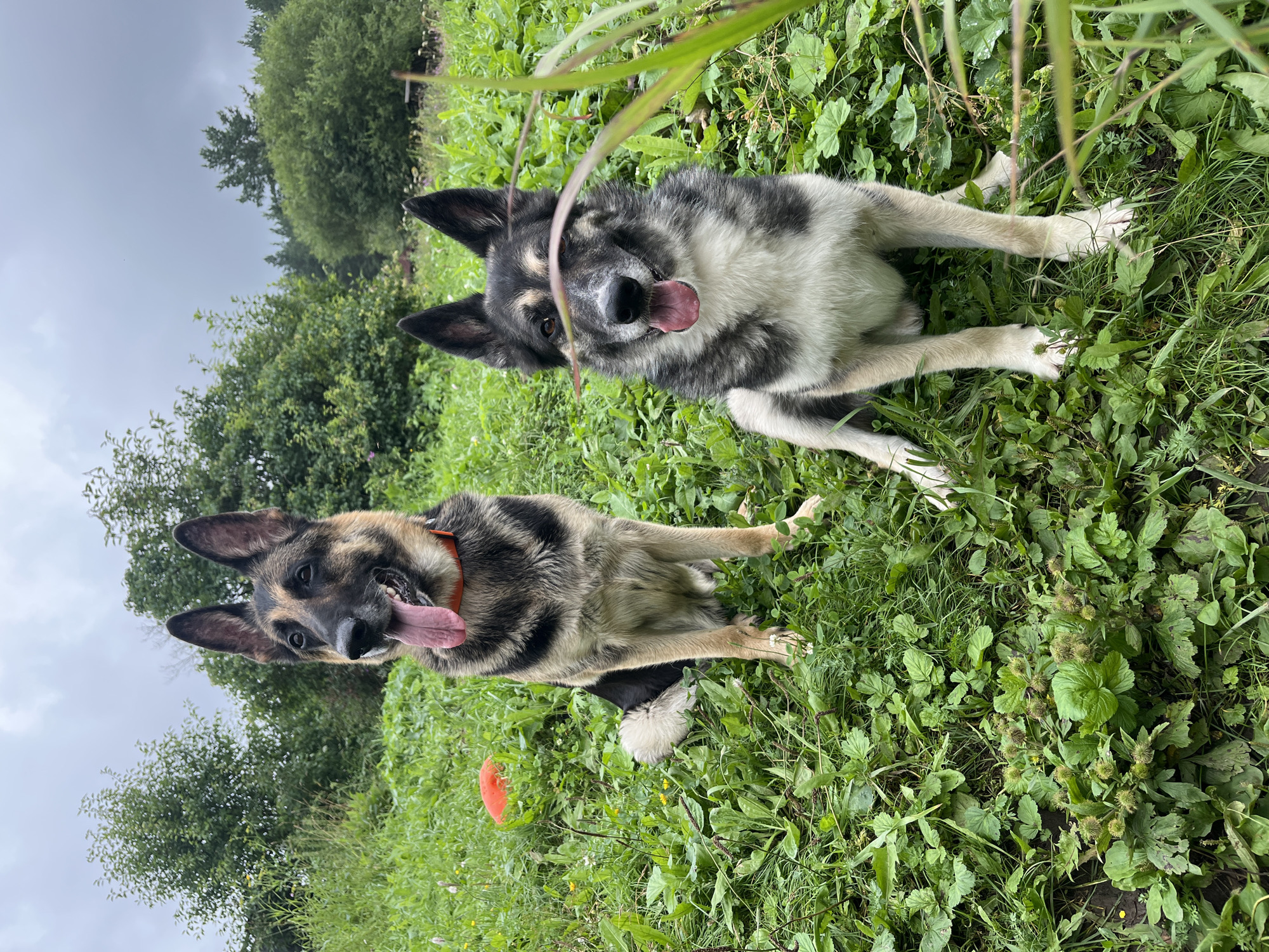 Two dogs, a German Shepherd and a mixed-breed dog, are sitting on a grassy field in the city of Nizhny Tagil, Russia. The German Shepherd is on the left, wearing an orange collar and panting with its tongue out. The mixed-breed dog is on the right, also panting. In the background, there are trees and a cloudy sky. An orange dog toy is visible on the grass near the German Shepherd.