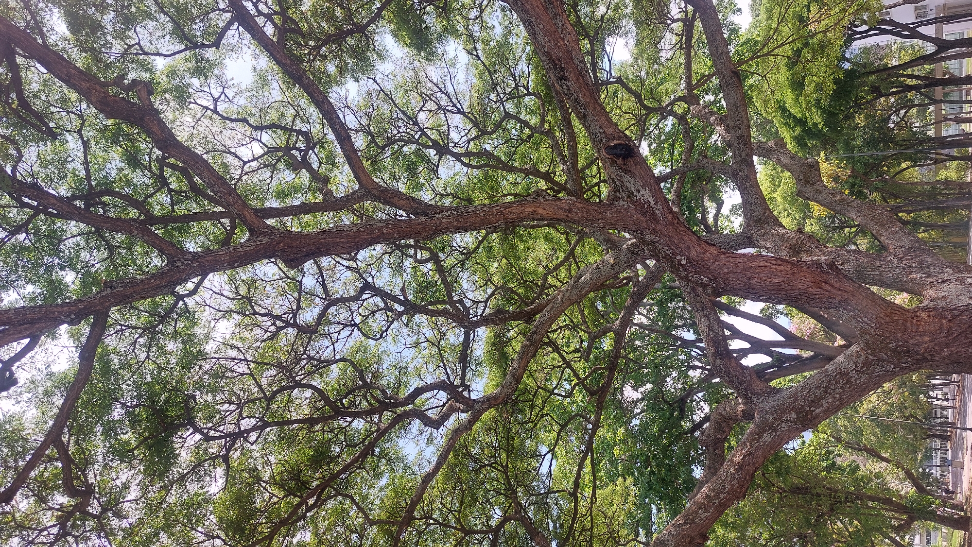 The image depicts a low-angle view looking up into the canopy of a large tree with twisting, interconnected branches laden with green leaves. The bark of the branches is textured and patterned with patches of lighter color, possibly lichen. Gaps in the canopy reveal glimpses of a bright sky. In the background, slightly blurred, are buildings and possibly other trees, suggesting an urban setting. The image appears to be taken in a park or along a tree-lined street. Although I can not specifically confirm the exact location as Caracas, Venezuela I can note that it is an urban setting with mature trees.