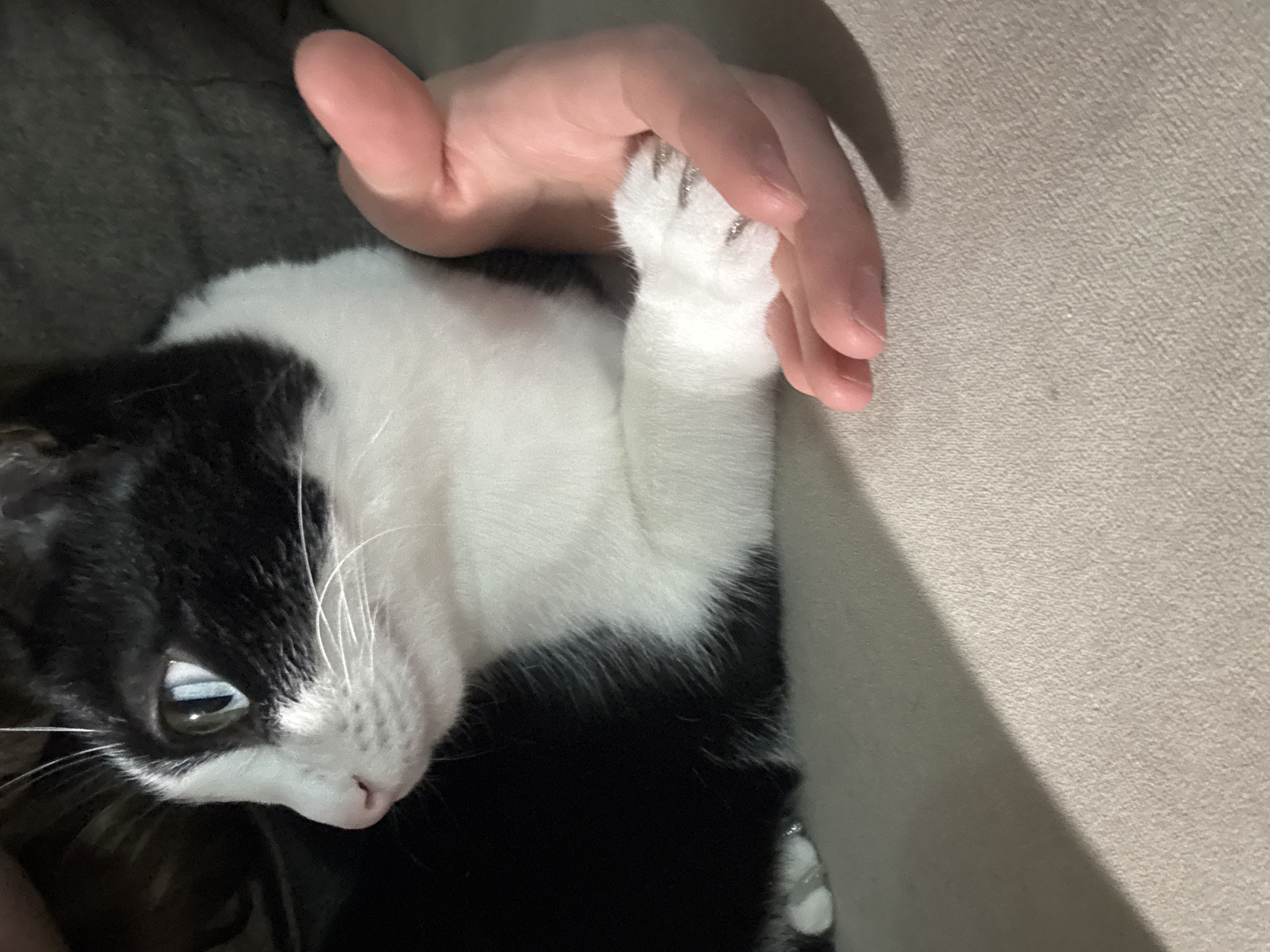 A black and white cat lies on its side, partially visible, with its head facing left. A human hand rests on top of the cat's white paw. The background is a neutral, possibly textured surface. The cat's eye is open and looking up. No information indicates the location is Chaikovsky, Russia.