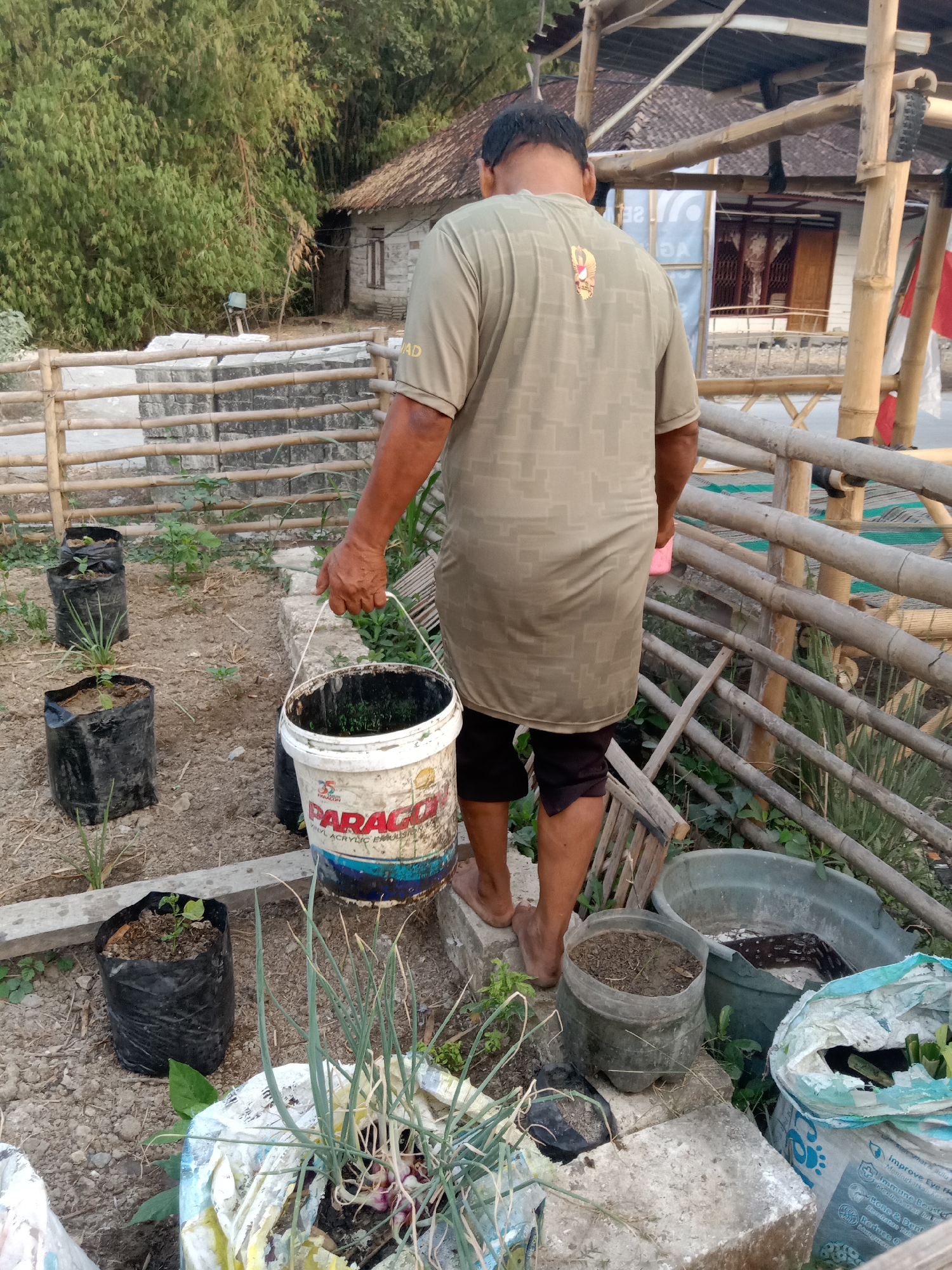 The image depicts an outdoor scene in what is identified as Jumput, Indonesia, focusing on a person engaged in gardening. The individual, seen from behind, is wearing a light brown, patterned t-shirt and dark shorts. They are holding a white bucket with a blue and red label that reads "PARAGON VINYL ACRYLIC EMULSION" by a rope handle. The bucket appears to contain dark liquid and some green material, possibly fertilizer or plant matter.
The immediate environment is a garden area with loose soil. Several black plastic grow bags, each containing a small plant or seedling, are visible. Some of these bags are placed on the ground, while others rest on concrete blocks. In the foreground, a makeshift planter made from a ripped white and blue bag holds a cluster of green onions.
Behind the gardener, a bamboo fence runs horizontally, separating different sections of the garden. Beyond the fence, a simple wooden structure with a thatched roof is partially visible, along with bamboo poles supporting an overhead covering. Lush green foliage, likely bamboo trees, forms a dense backdrop to the right of the scene. The lighting suggests it is daytime, possibly late afternoon, with soft shadows. The overall impression is of a humble, practical gardening setup in a rural or semi-rural Indonesian setting.