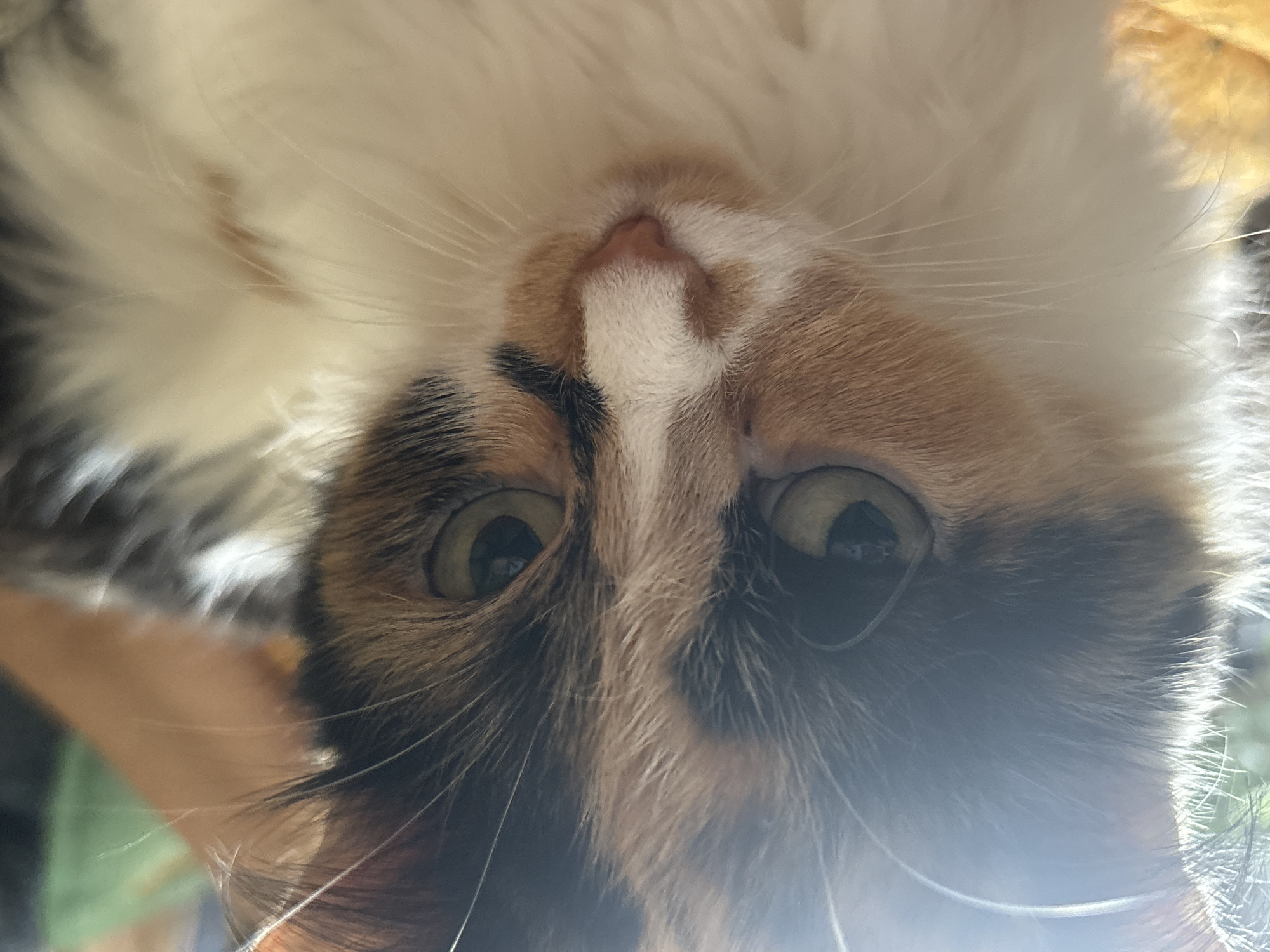 A close-up, inverted portrait captures the face of a domestic cat, likely a calico or tortoiseshell, viewed upside down. The cat's fur displays a distinct pattern of white, black, and shades of orange or brown. Its large, round eyes, appearing greenish-amber, are wide open and focused directly on the viewer, with clear reflections of light visible in the pupils.
A small, pink nose is centered on the face, surrounded by soft white fur from which numerous long, fine whiskers protrude. Patches of darker fur, black and brown, frame the eyes and extend towards the sides of the head. The overall lighting is bright, suggesting daytime, with a prominent light flare affecting the right side of the image, creating a luminous effect on the fur and whiskers. The background is out of focus, showing only soft, indistinct shapes and light variations, which do not provide specific cues about the setting. The cat's expression appears curious and attentive. There is no visible text present in the image.