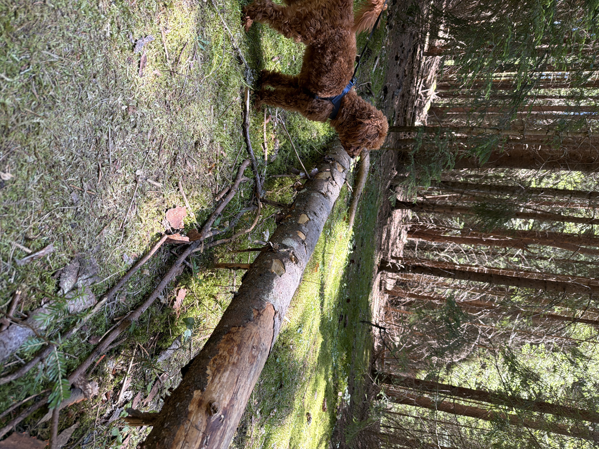 An auburn-colored dog with a curly coat wearing a blue harness stands on a mossy forest floor. The dog is facing to the right, its head lowered towards a fallen log that spans the width of the frame horizontally. The log is thick and appears to be recently cut, with visible marks on its bark. The forest floor is covered in green moss, with scattered pine needles and small branches. Sunlight filters through the dense canopy of tall, slender trees in the background, creating dappled light and shadow on the ground. The scene is located in the city of Sarnitsa, Bulgaria.