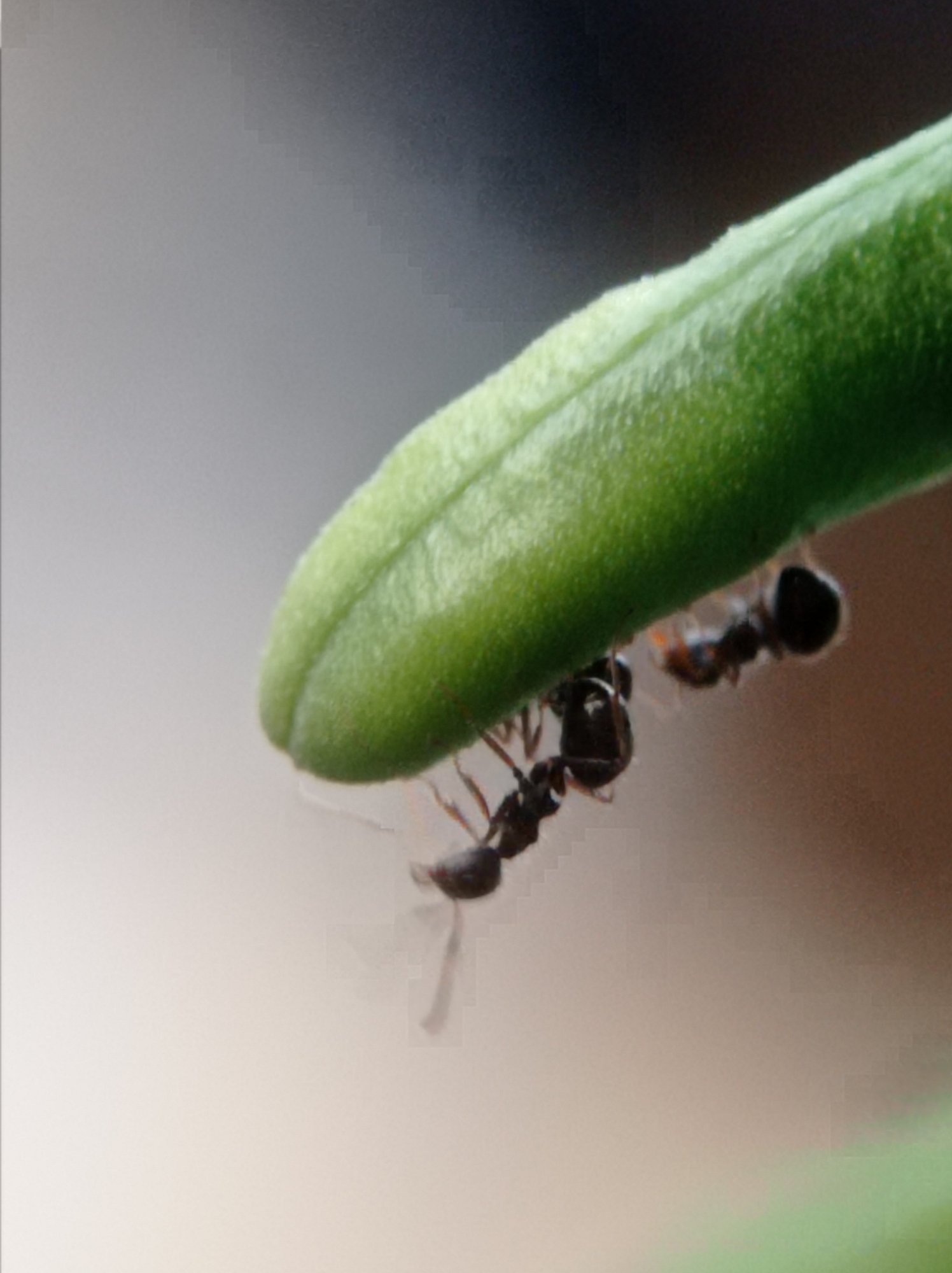 Two ants are visible on a green plant stem. One ant is black and positioned on the underside of the stem, while the other ant is smaller and lighter in color, also on the underside of the stem. The background is a blurry gradient of gray and brown. The image is a close-up shot, suggesting a natural or garden setting. There is no indication of the location being in Mulyoagung, Indonesia, or any urban environment.