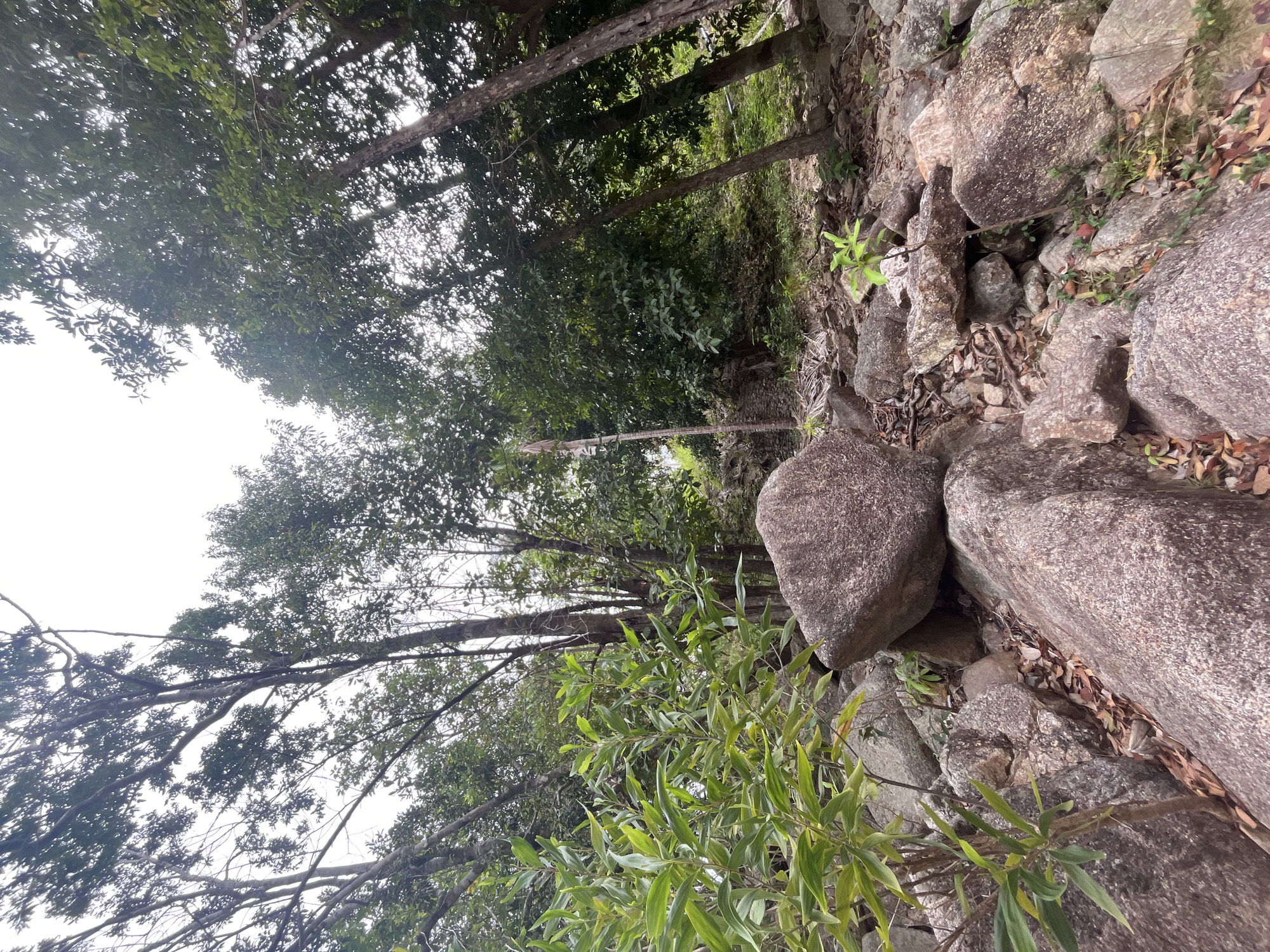 The image depicts a natural, rocky terrain with abundant vegetation, likely in a jungle or forested area. In the foreground, large, rough-textured boulders dominate the scene, interspersed with smaller rocks and fallen leaves. A cluster of leafy green plants grows on the left side of the frame, with its branches reaching towards the center. Further into the background, the scene transitions to a dense forest with numerous trees of varying heights, their trunks slender and reaching towards a bright, overcast sky. The overall impression is one of an untamed, outdoor environment, possibly a hiking trail or a natural reserve. The specific location of ตำบลเกาะพะงัน, Thailand, suggests this image may have been taken on Koh Phangan island, known for its tropical landscapes and dense jungles.