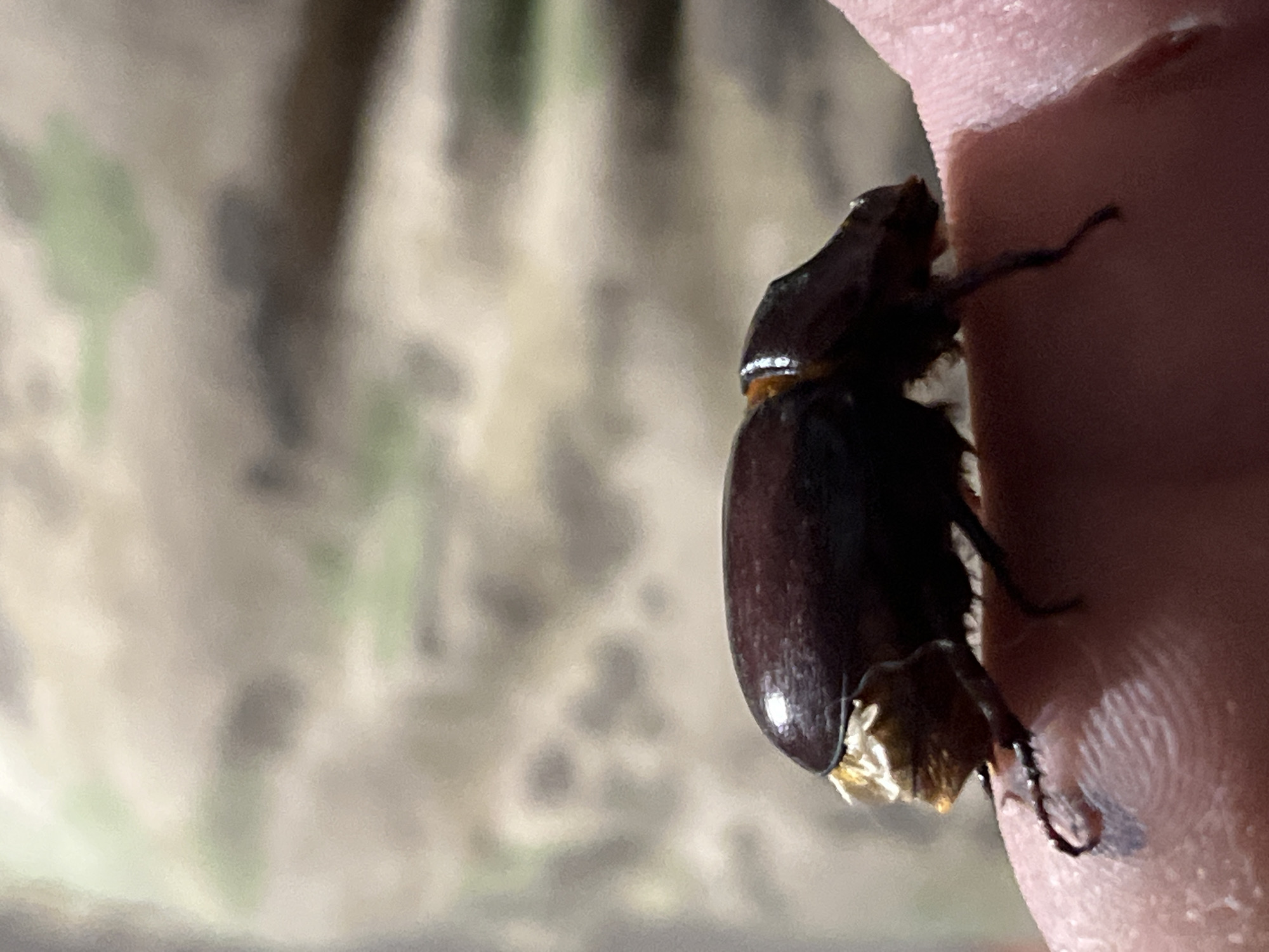 A brown beetle is perched on a person's finger, with its hindquarters resting on the cuticle area. The beetle's exoskeleton is a dark, glossy brown, and it has visible legs gripping the skin. A small cluster of tan, fibrous material is attached to the beetle's abdomen. The background is blurred, displaying a pattern of muted greens, browns, and beige, suggesting camouflage or a textured surface. The lighting is dim, casting soft shadows. The image was taken in Dnipro, Ukraine.