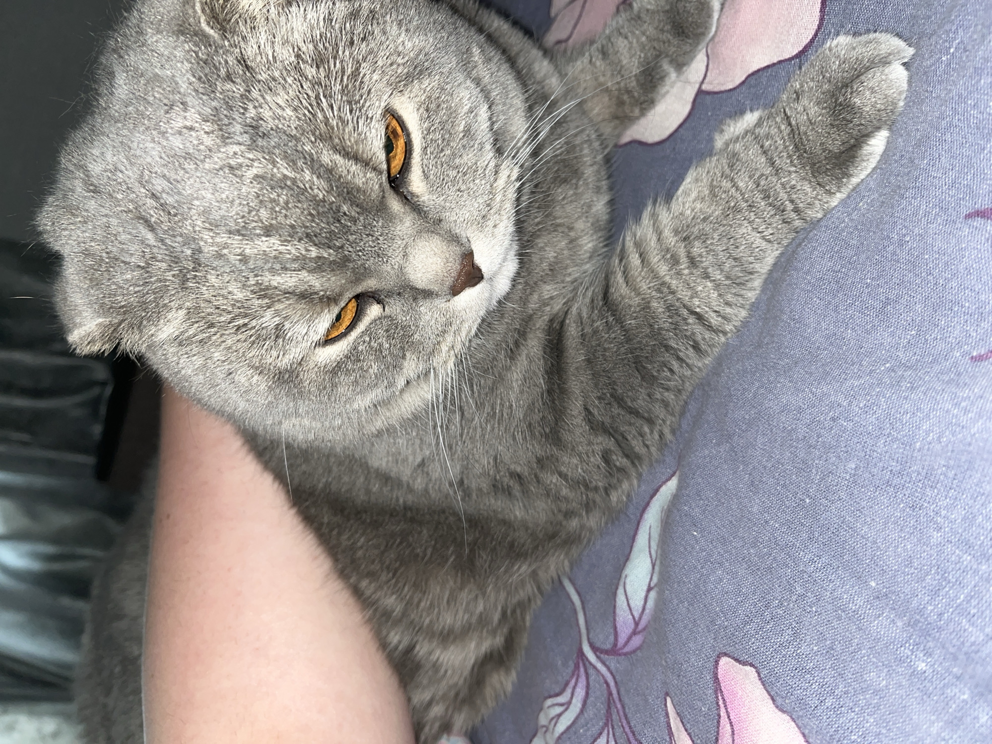 A gray Scottish Fold cat lies on a floral-patterned surface. The cat has striking orange eyes and a gray nose. An arm appears on the left side of the frame, presumably holding the cat. The environment suggests an indoor setting, with what appears to be a patterned fabric underneath the cat. There is no information to confirm location to the city of Chaikovsky, Russia.
