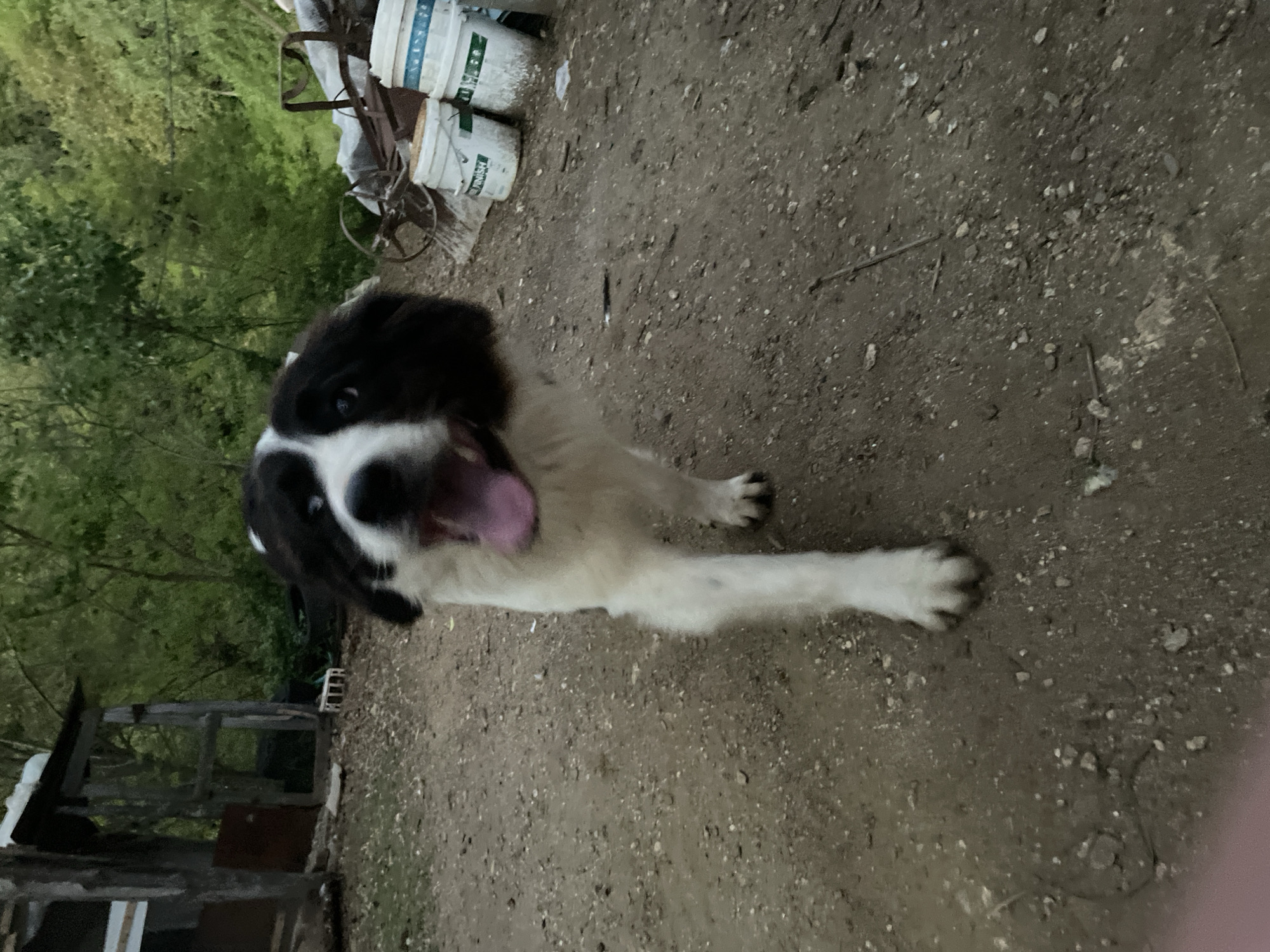 The image shows a black and white dog standing on dirt ground. The dog has its tongue out and is looking at the camera. In the background, there is a structure made of wood, some trees, and some white buckets stacked on top of each other. The location is Zlatograd, Bulgaria.