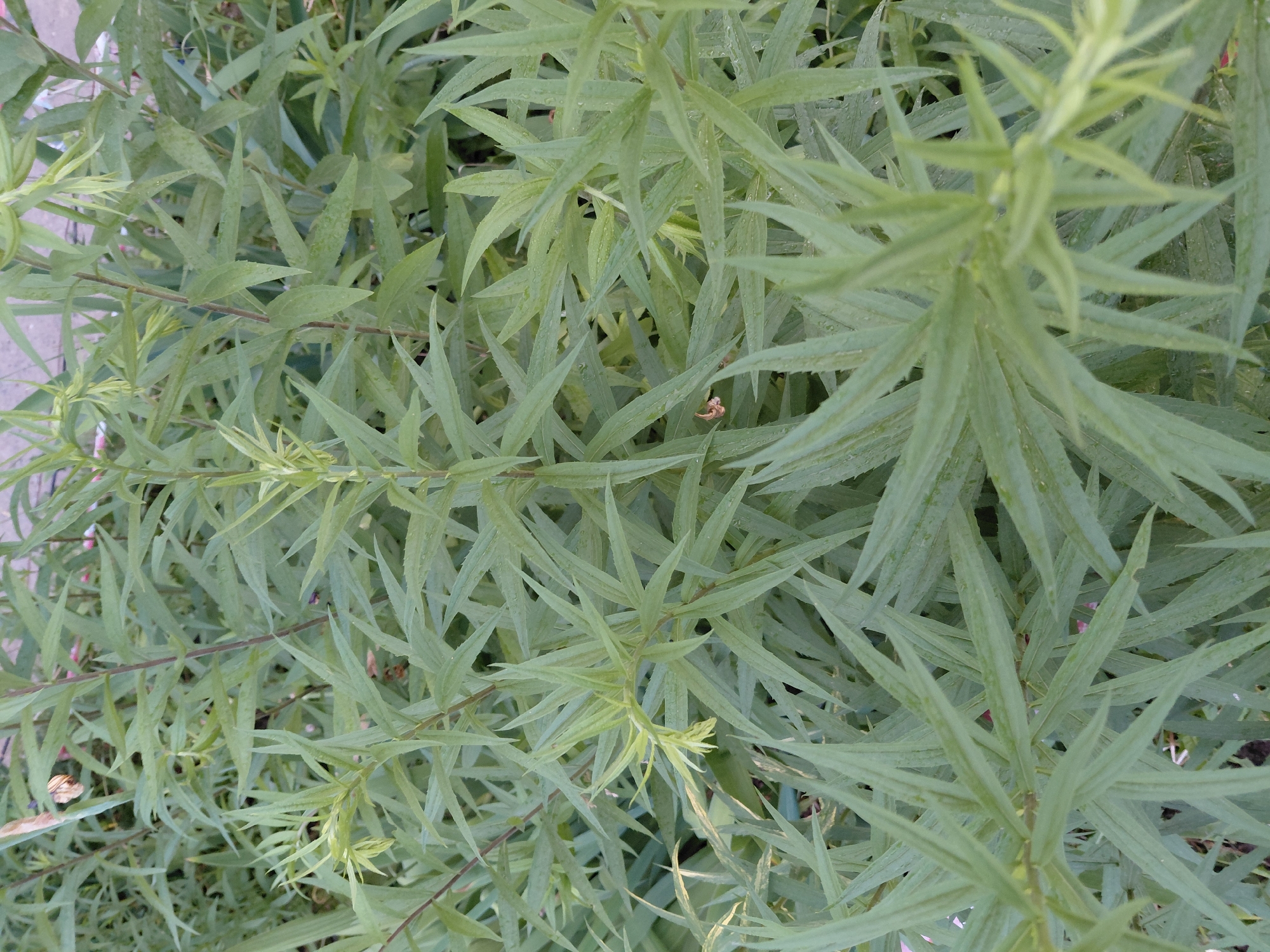 The image displays a dense cluster of tall, slender green plants with narrow, lance-shaped leaves. The leaves are arranged alternately along thin, reddish-brown stems. Some leaves have water droplets on them, suggesting recent rain or dew. The overall impression is one of lush, natural foliage. There are no discernible people or man-made objects in the foreground. The background is blurred and indistinct, but appears to be a natural or semi-natural outdoor setting. It is not possible to determine the specific location within Oskemen, Kazakhstan from the image alone.
