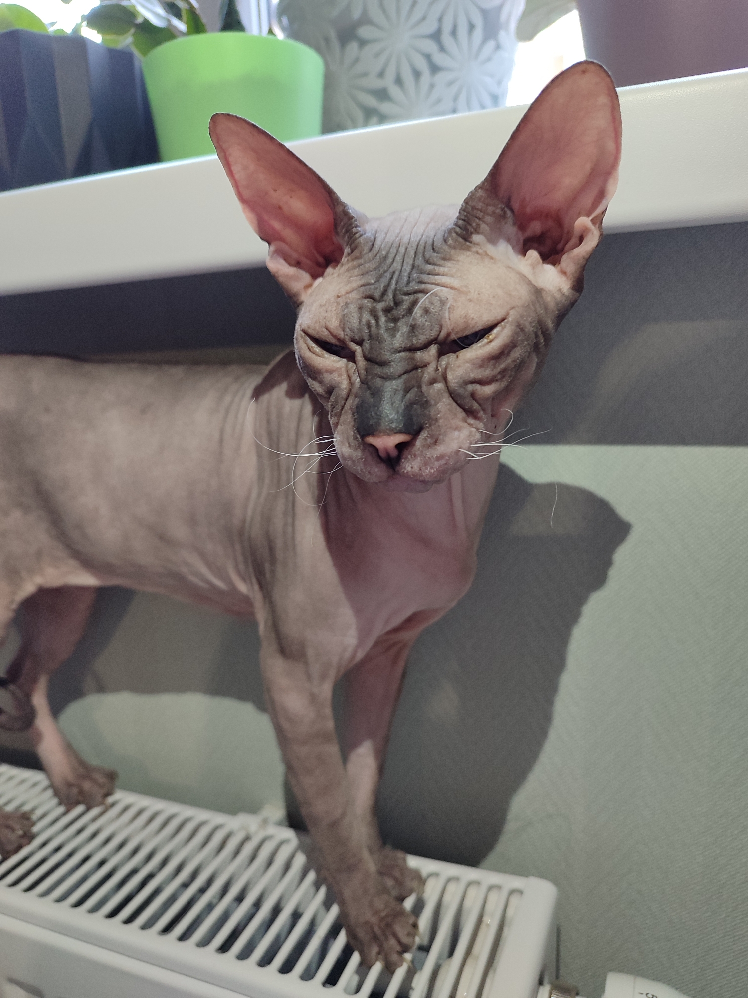 A Sphynx cat stands prominently in the foreground of an indoor scene, perched on a white, slatted radiator. The cat's skin is wrinkled, and its large, alert ears point upwards. Its eyes are squinted, conveying a seemingly disgruntled or intense expression. White whiskers extend from its muzzle.
Behind the cat, a light-colored surface, possibly a windowsill or shelf, holds two potted plants. One plant is housed in a vibrant green pot, while another is in a grey pot with a geometric pattern. Natural light floods in from a window in the background, casting distinct, elongated shadows of the cat and objects onto the pale green wall and the radiator. A small dial on the radiator is visible, showing the number "5" and a partial digit, likely indicating a temperature setting. The scene is brightly lit by daylight, suggested by the strong shadows. The setting is an indoor space, possibly a home. No specific location cues beyond an indoor environment are visible in the image.