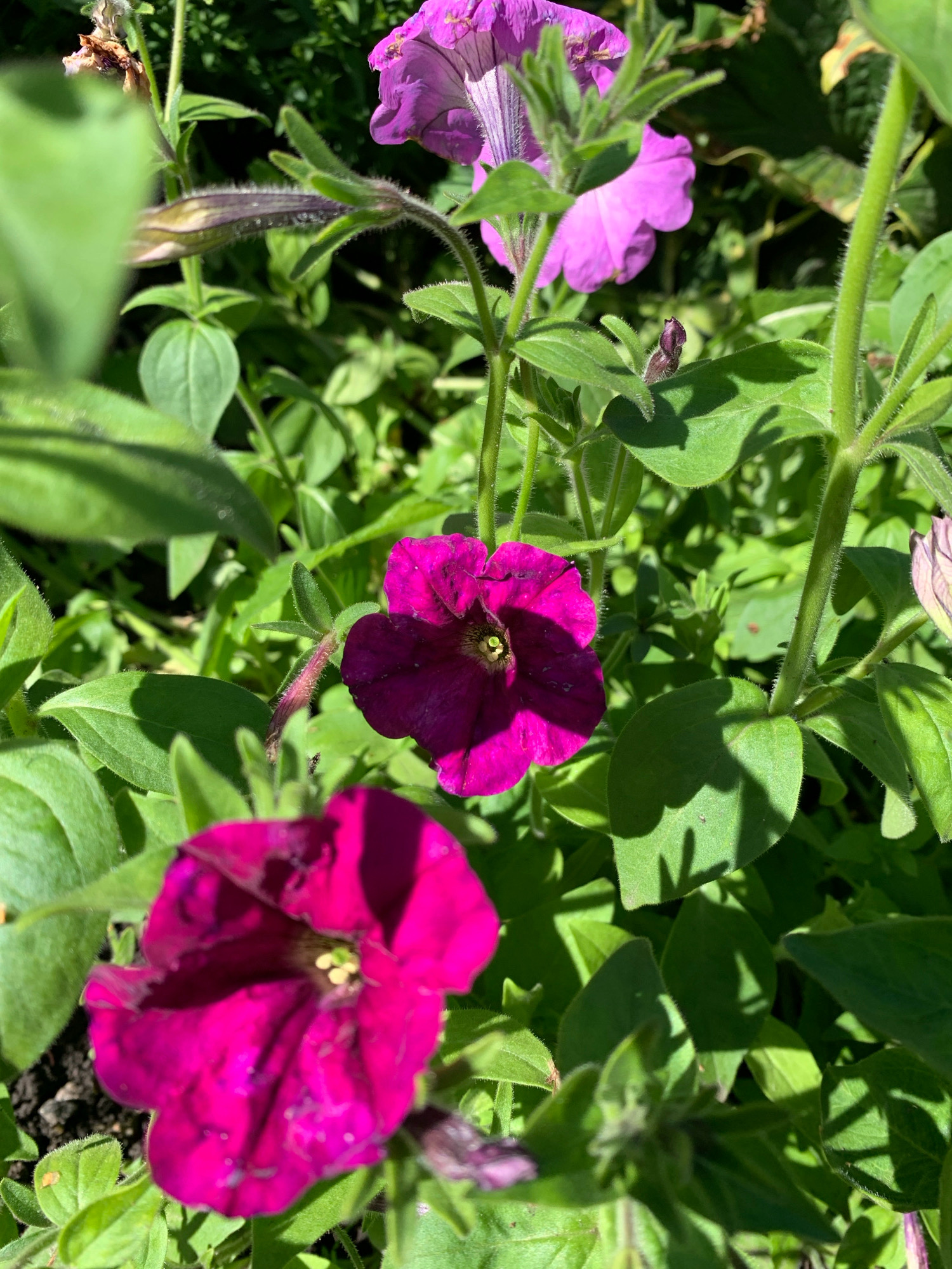 This is a close-up, eye-level shot of several vibrant purple petunia flowers blooming in a garden setting, likely in Novostroika, Russia. The flowers, some in full bloom and others as buds, are the primary subjects, with their rich magenta and deep purple hues dominating the frame. The petals are delicate and slightly ruffled, revealing yellow stamens at the center of the open blooms. The surrounding foliage consists of lush green leaves, some catching the bright sunlight and casting soft shadows. The stems and leaf undersides are covered in fine, fuzzy hairs, typical of petunias. The overall impression is one of a sunny day in a well-tended garden, bursting with floral color. There are no people or animals visible in the image.