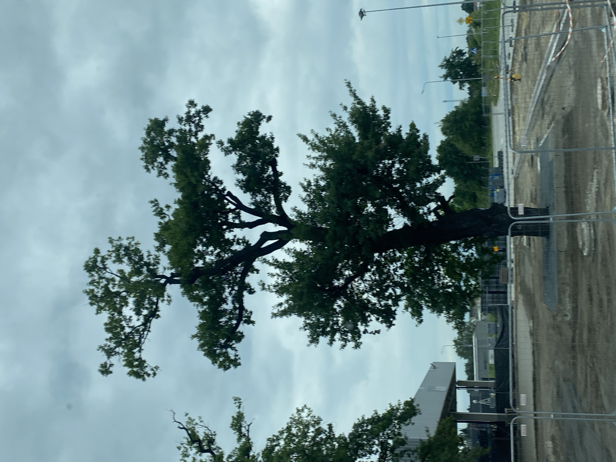 The image depicts an outdoor scene in Niepołomice, Poland, under an overcast sky. A large, mature deciduous tree with dark bark and a full canopy of green leaves dominates the center of the frame. The tree's trunk is thick and appears to lean slightly to the right. Its branches spread outwards, with some reaching towards the top and sides of the image. In the background, there is evidence of construction or development. Fencing, likely temporary, encloses a dirt and gravel area. This area shows some circular indentations in the ground, possibly pre-existing manholes or planned structural bases. To the left, a modern building with a flat roof and a dark facade is partially visible, possibly a commercial establishment or industrial facility. In the distance, further construction elements and trees can be seen, along with a streetlamp. The overall impression is of an area undergoing transformation or preparation for new construction, with the tree serving as a prominent natural element within this developing landscape.