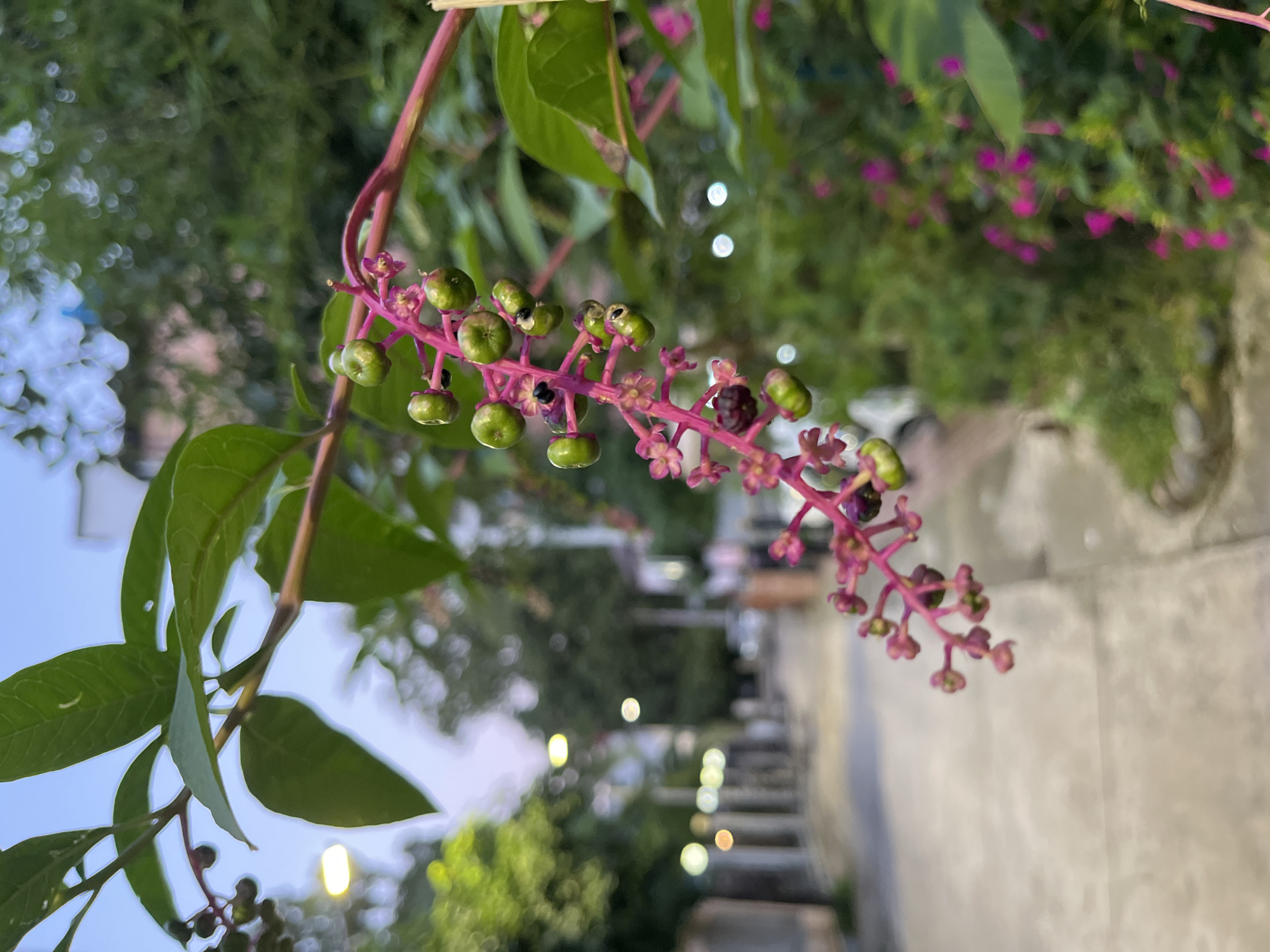 A close-up shot shows a cluster of green berries and some small pink flowers on a drooping stem with a pink stalk. The berries are round and clustered together, with some appearing to be slightly unripe. In the background, a street scene is blurred, with streetlights and trees visible. The image is taken at dusk or dawn, with a soft, diffused light.