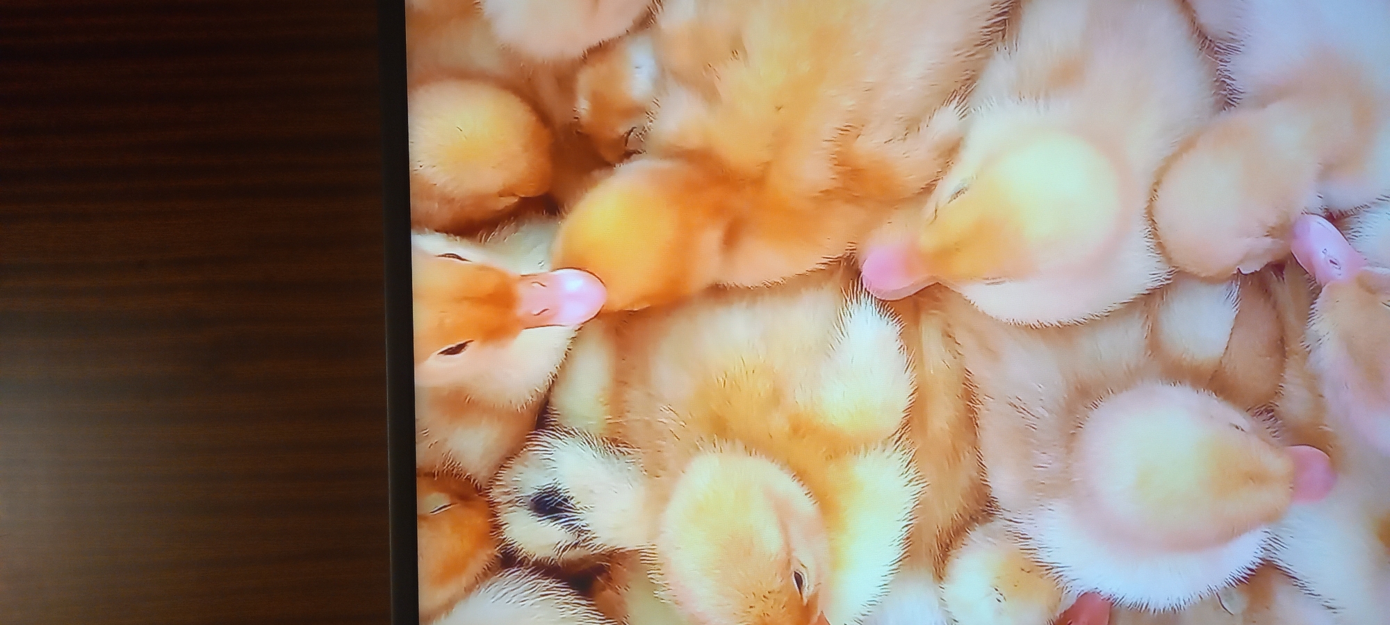 The image is a close-up, high-angle shot of a pile of yellow ducklings. Their downy feathers are soft and fluffy. Some ducklings are nestled together, while others are partially visible. The ducklings' beaks are pink and tender. The background is out of focus, appearing as a dark, textured surface. There is no discernible location in the city of Kryvyi Rih, Ukraine. The scene is a still life of young fowl.