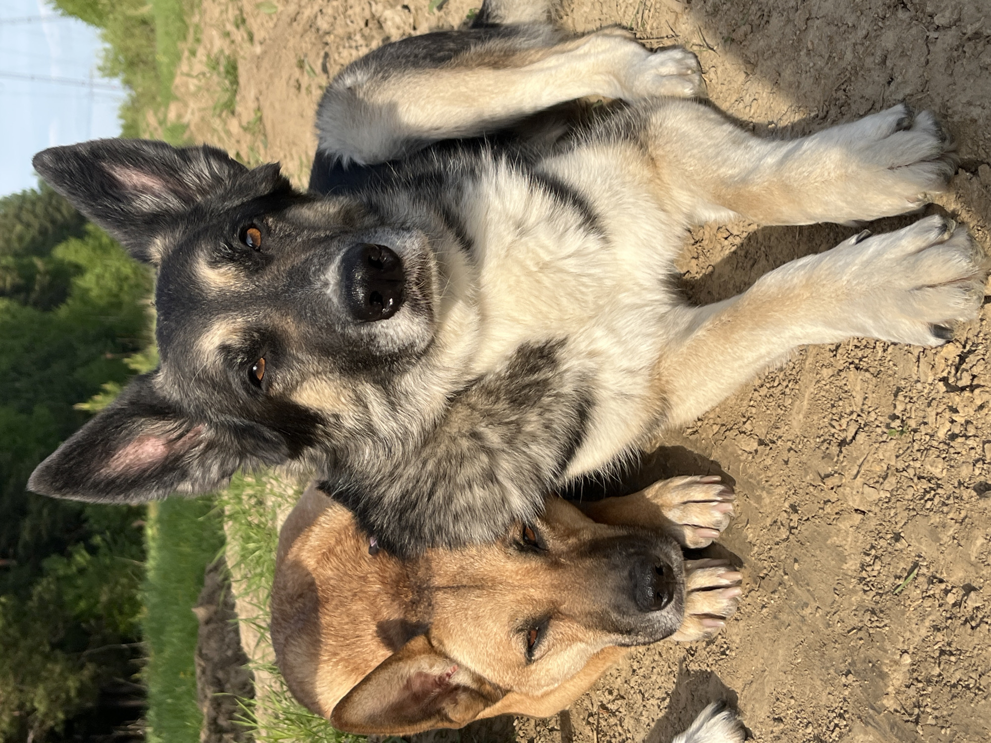 Two dogs are lying on the ground. The dog on top is a mix of gray, black, and white, with pointed ears and brown eyes. The dog underneath is light brown. The ground is dirt and gravel, and green trees are visible in the background. There is no evidence to suggest this image was taken in Nizhny Tagil, Russia.