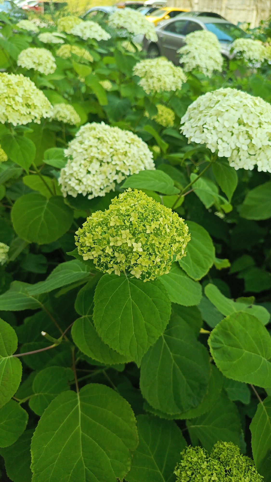 The image shows a close-up of a garden with blooming hydrangeas in shades of white and lime green. The flowers are in full bloom, with many small florets clustered together to form large, spherical or cone-shaped flower heads. Lush green leaves surround the flowers, providing a rich contrast. In the background, out of focus, are several cars parked on what appears to be a street or parking lot. The scene is likely located in Zvenigorod, Russia, given the context provided.