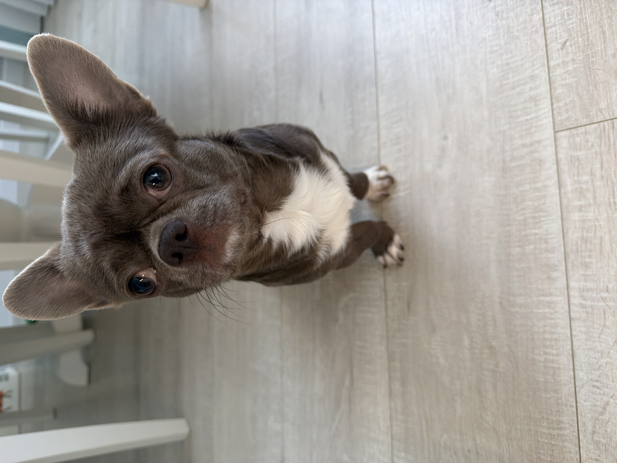 A gray and white Chihuahua is sitting on a light-colored wood-look floor. The dog is looking up at the camera with its large, expressive eyes. The dog's ears are erect, and its body is turned slightly to the left. The dog's paws are visible on the floor. A white table leg is in the upper left corner. The location is unspecified, and no information is available to connect the image to Votkinsk, Russia.