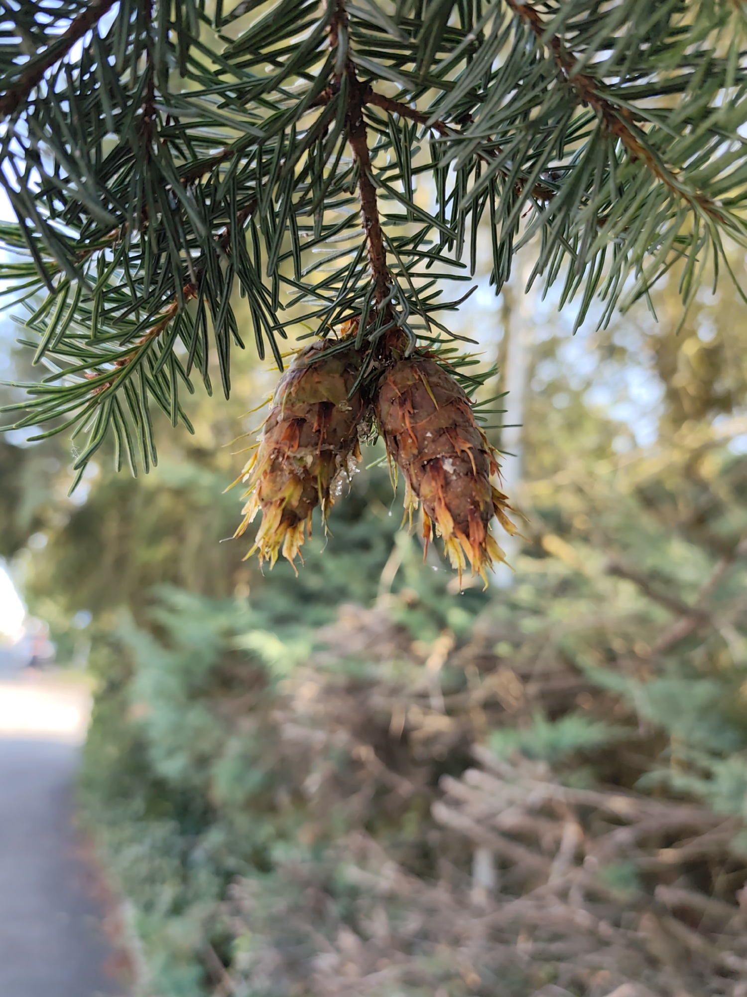 Two small, immature pine cones hang from a branch of a conifer tree. The cones are reddish-brown and have yellowish, pointed scales. They appear to be wet, with small droplets of water visible on their surfaces. The branch above them is covered in green needles. In the background, out of focus, is a blurred scene of greenery, branches, and a paved path. There are no people or animals visible in the image. The scene is natural and outdoors, likely in a park or garden setting.