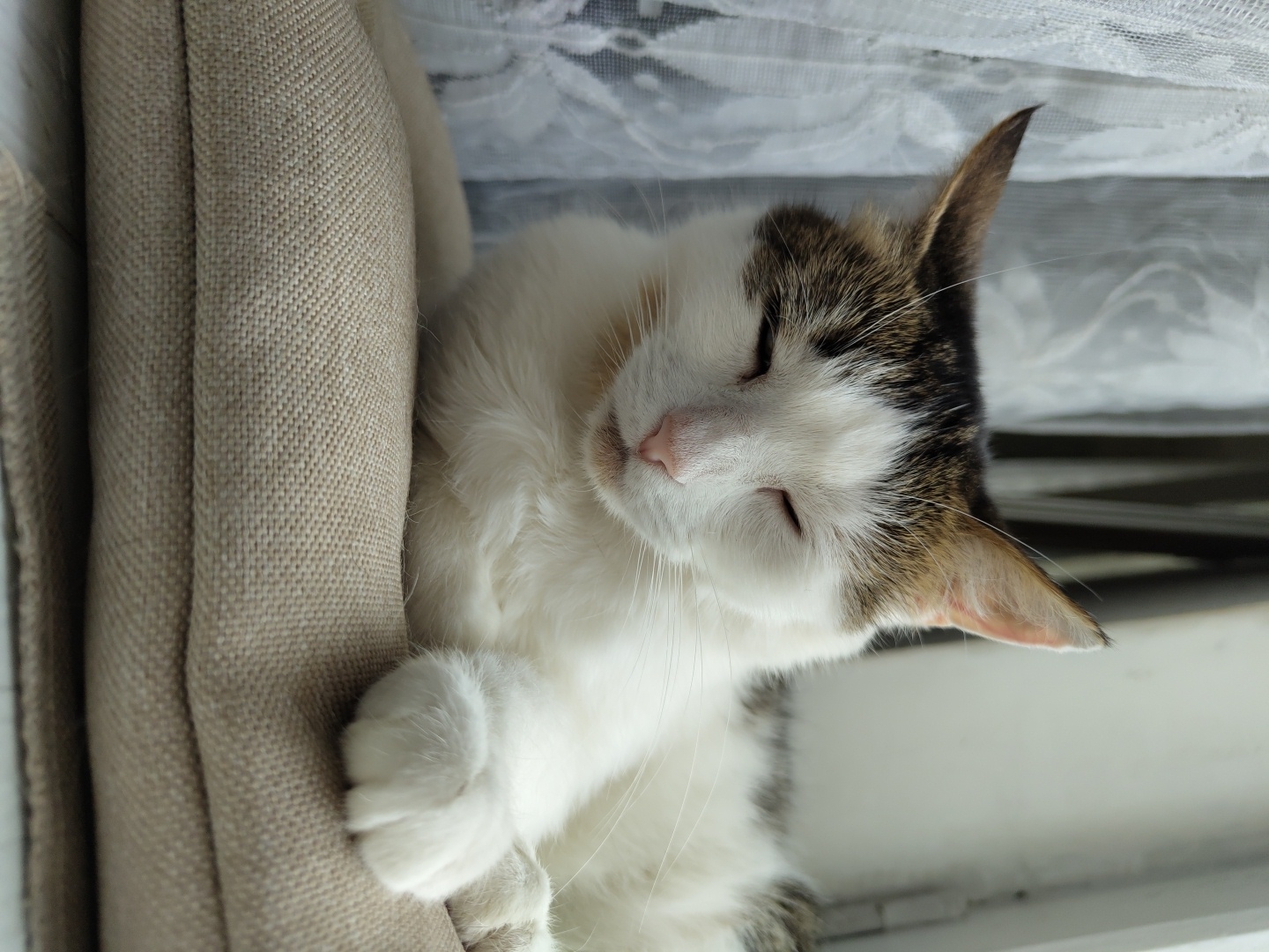 A close-up, vertical, eye-level shot shows a white cat with brown and black markings resting on a beige cushion. The cat's eyes are closed, and its head is tilted slightly downwards. Its front right paw rests on the cushion. The cat's fur is white with patches of brown and black on its head and back. The background is out of focus, showing a white lace curtain on the left and a dark vertical structure on the right, possibly a window frame. The lighting suggests it is daytime. The scene is indoors, with no indication of a specific location within a city.