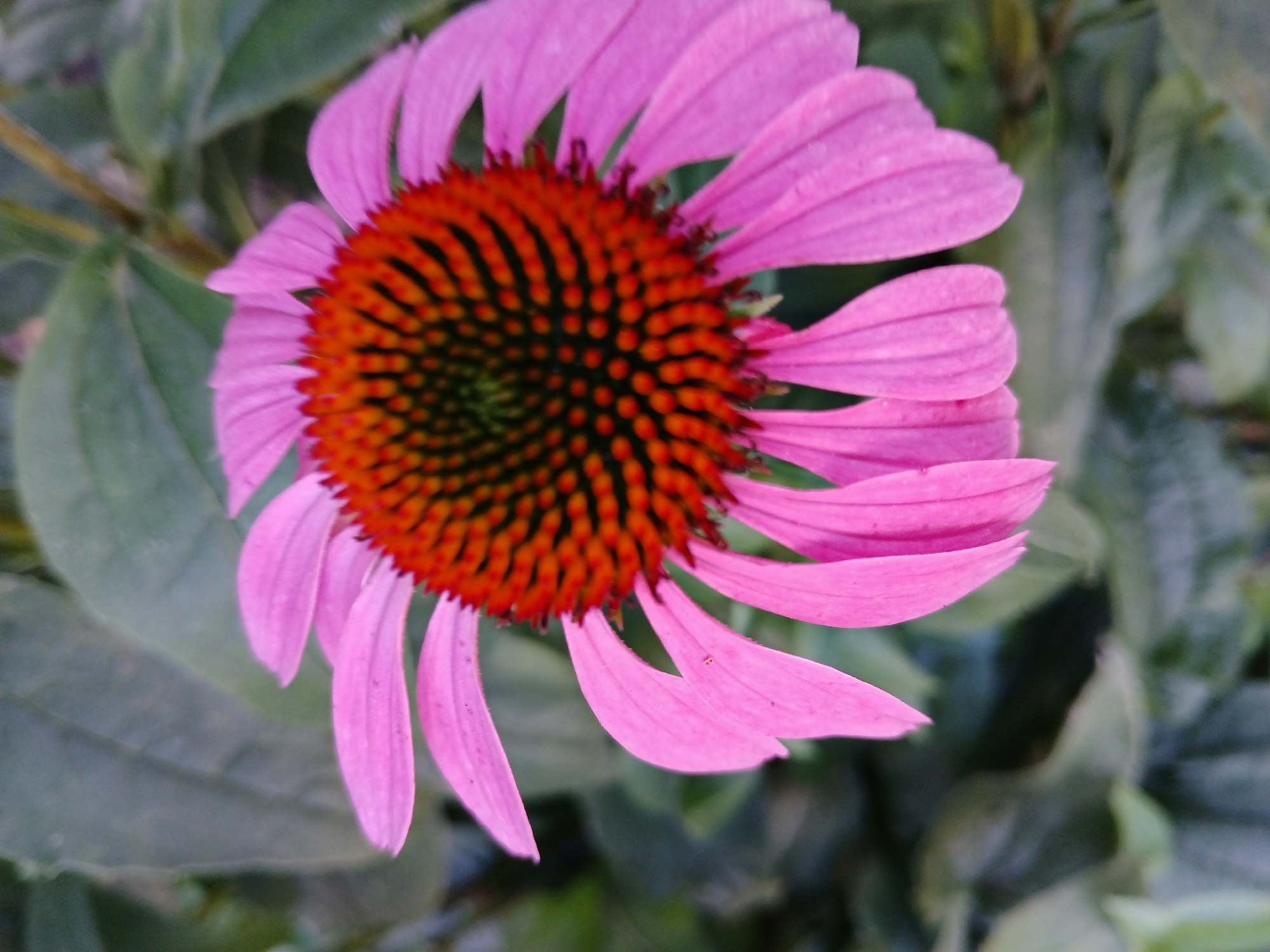 An extreme close-up shot shows the vibrant pink petals of an Echinacea flower, also known as a coneflower. The flower's center is a striking contrast of orange and dark green, with a textured, spiky appearance. The petals are elongated and taper to a point, with delicate veins visible. The background is a blur of green foliage, suggesting the flower is in a garden or natural setting. There is no indication of the specific location within the city of Lipetsk, Russia. The image captures the intricate details and colors of the flower, emphasizing its natural beauty.