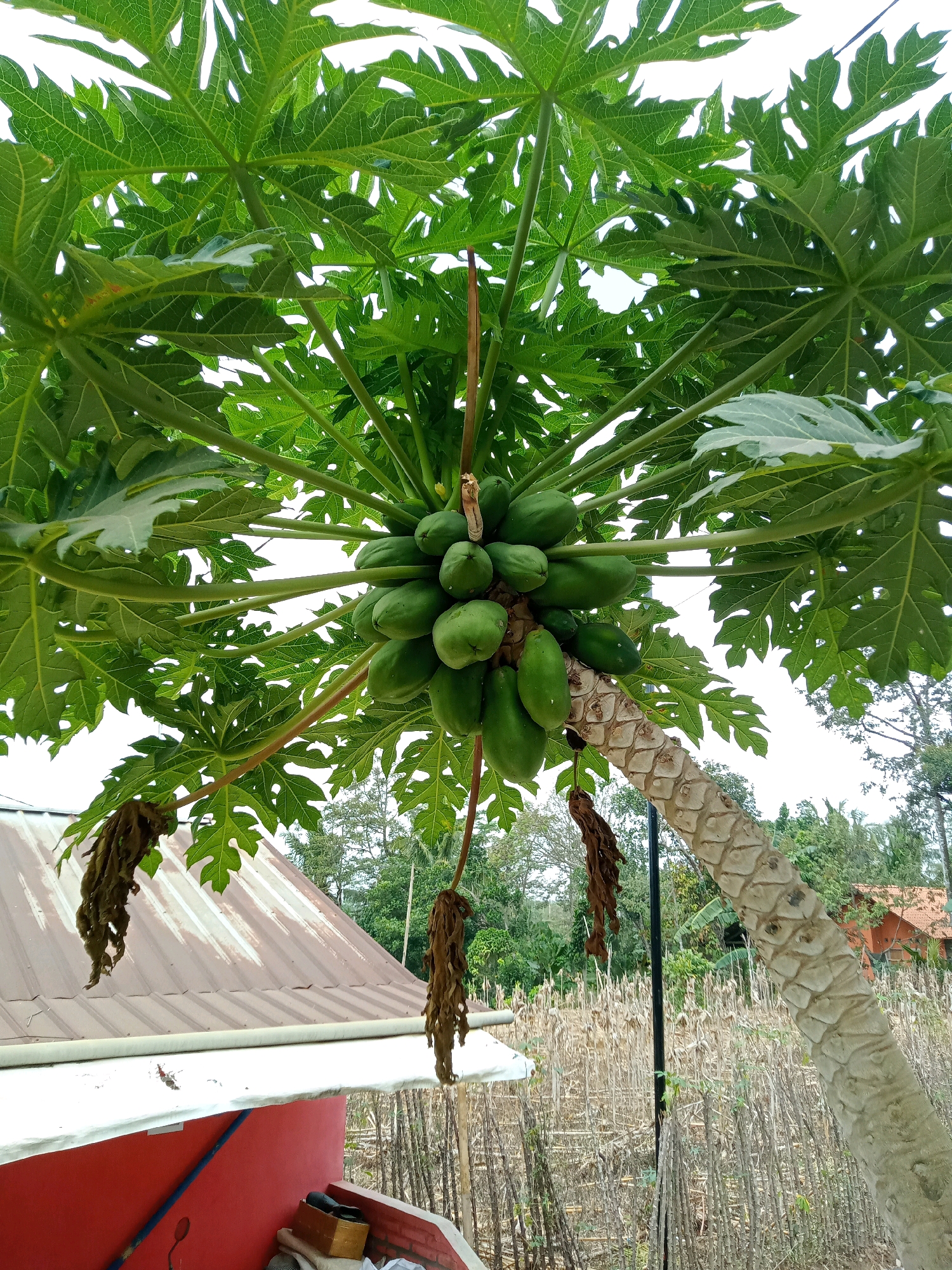 The image shows a papaya tree with a cluster of green papayas hanging from its trunk. The tree has large, green, palm-shaped leaves and a rough, segmented trunk. In the background, there is a corrugated metal roof of a building, a red wall, and a field with dry stalks of plants. The scene appears to be in a rural or semi-rural area, possibly a garden or backyard, in Gumiwang, Indonesia. The lighting suggests it is daytime, with some overcast sky.