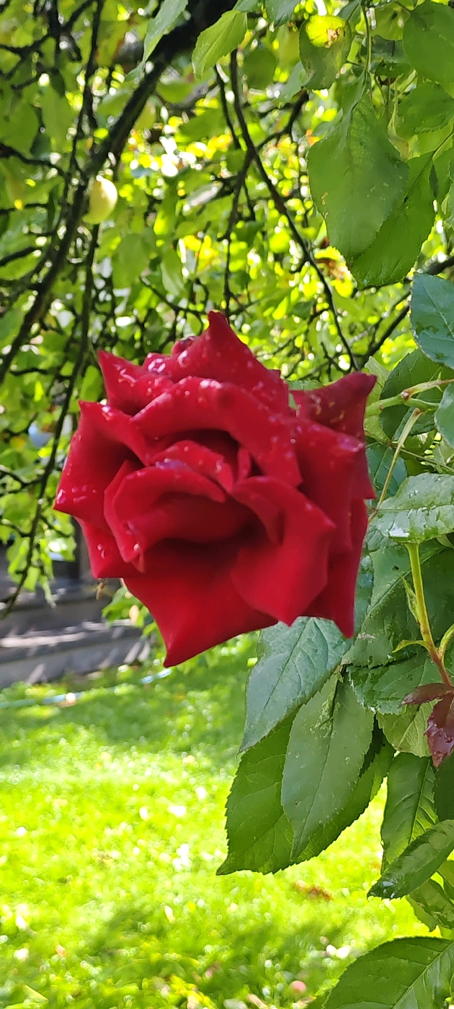 A close-up, vertical shot features a vibrant red rose in full bloom, its petals adorned with water droplets. The rose hangs amidst lush green foliage, some of which is out of focus in the foreground and background. In the background, a blurred green lawn and what appears to be a stone structure are visible. The overall lighting suggests it is daytime, with sunlight filtering through the leaves. The scene is set in a garden in Chkalovskoye, Russia.