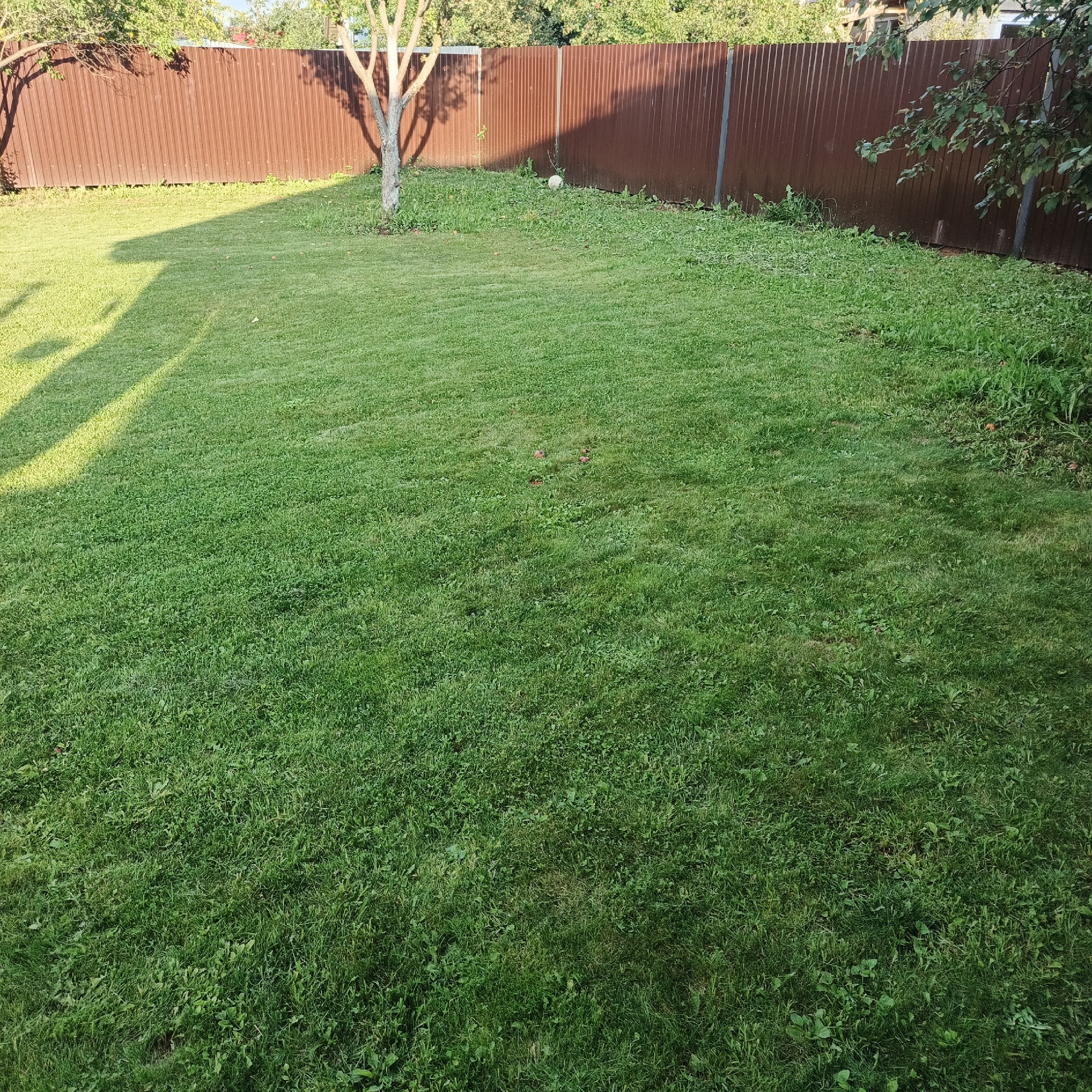 A backyard lawn in Chaikovsky, Russia, is depicted. The lawn is green and well-maintained, with some patchy areas. A brown corrugated metal fence runs along the perimeter of the yard, with trees and foliage visible beyond it. A small, bare-branched tree stands in the left portion of the yard, casting a shadow onto the grass. In the middle-ground, a white ball rests on the grass near the fence. The scene is bathed in sunlight, creating distinct shadows.