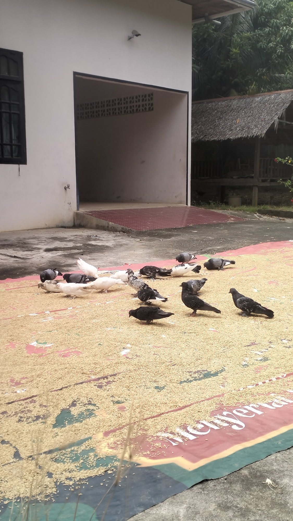A flock of pigeons is gathered on a large, patterned tarp spread out on a concrete surface, pecking at a scattering of grain. The tarp, which appears to be laid out in front of an open-sided building, features red, yellow, green, and blue sections, with white text partially visible on the right side. In the background, the building is white with a black-framed window on the left and a large, open doorway leading into a dark interior. To the right of the building, a thatched-roof structure is visible, surrounded by lush green foliage, suggesting a tropical environment. The scene is likely taking place outdoors, possibly in a residential or agricultural area within Lhokseumawe, Indonesia, given the building style and vegetation. The pigeons are the primary subjects, engaged in the act of feeding on the scattered grain, with no human presence directly observed in the immediate vicinity.