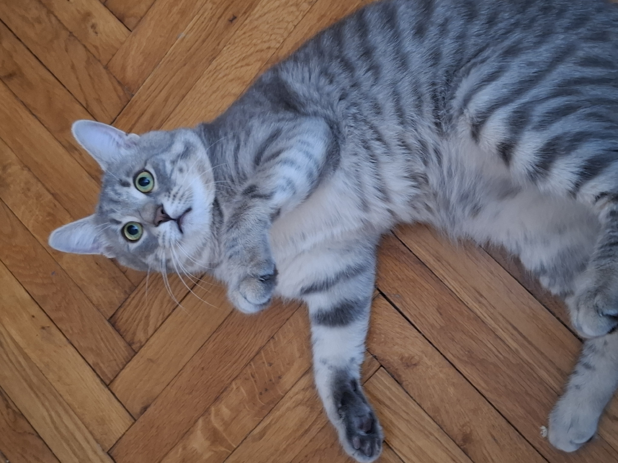 A gray tabby cat with green eyes lies on a wooden parquet floor. The cat is positioned diagonally across the frame, its head tilted and facing the camera. The parquet floor features a herringbone pattern. There are no visible people or other objects in the image. The location is not discernible from the image alone and cannot be determined to be in Novi Sad, Serbia without further information.