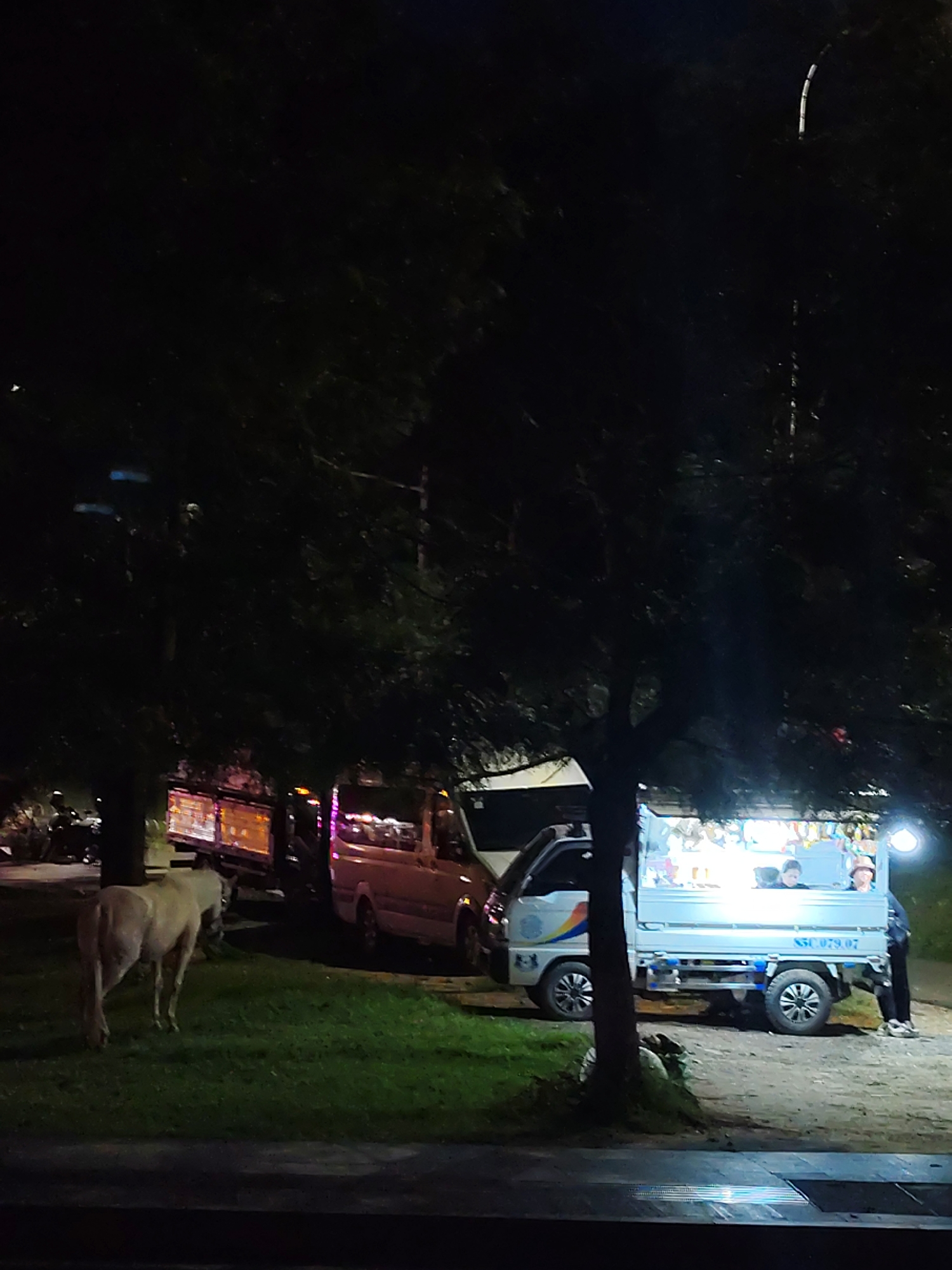 The image, likely taken at night in Da Lat, Vietnam, depicts a cow grazing on grass in a park near a row of parked vehicles. A small, brightly lit truck with license plate "SSC 079.07" is positioned on the right. A person stands beside the truck. Other vehicles, including vans and a truck with illuminated bars, are parked nearby. The scene is partially obscured by trees. The image is low-lit.