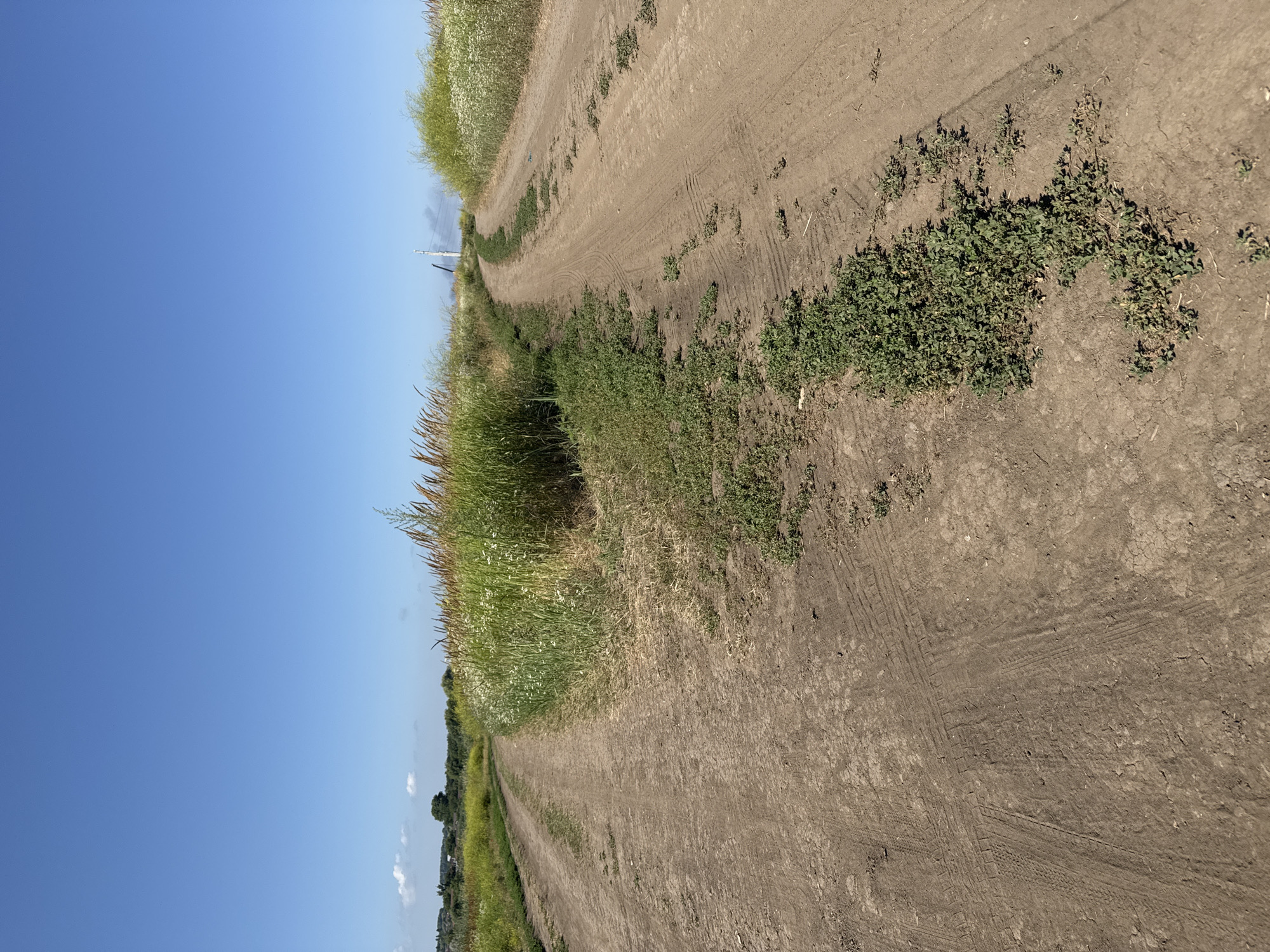 A dirt road diverges into two paths under a clear blue sky. The left path curves to the left, while the right path curves to the right, leading uphill. Both paths are bordered by tall grass and wildflowers. Tire tracks are visible on the dirt paths. In the distance, a utility pole stands on the right path, with some smoke or steam rising behind it. The landscape appears to be rural, possibly on the outskirts of Mikhaylovsk, Russia.