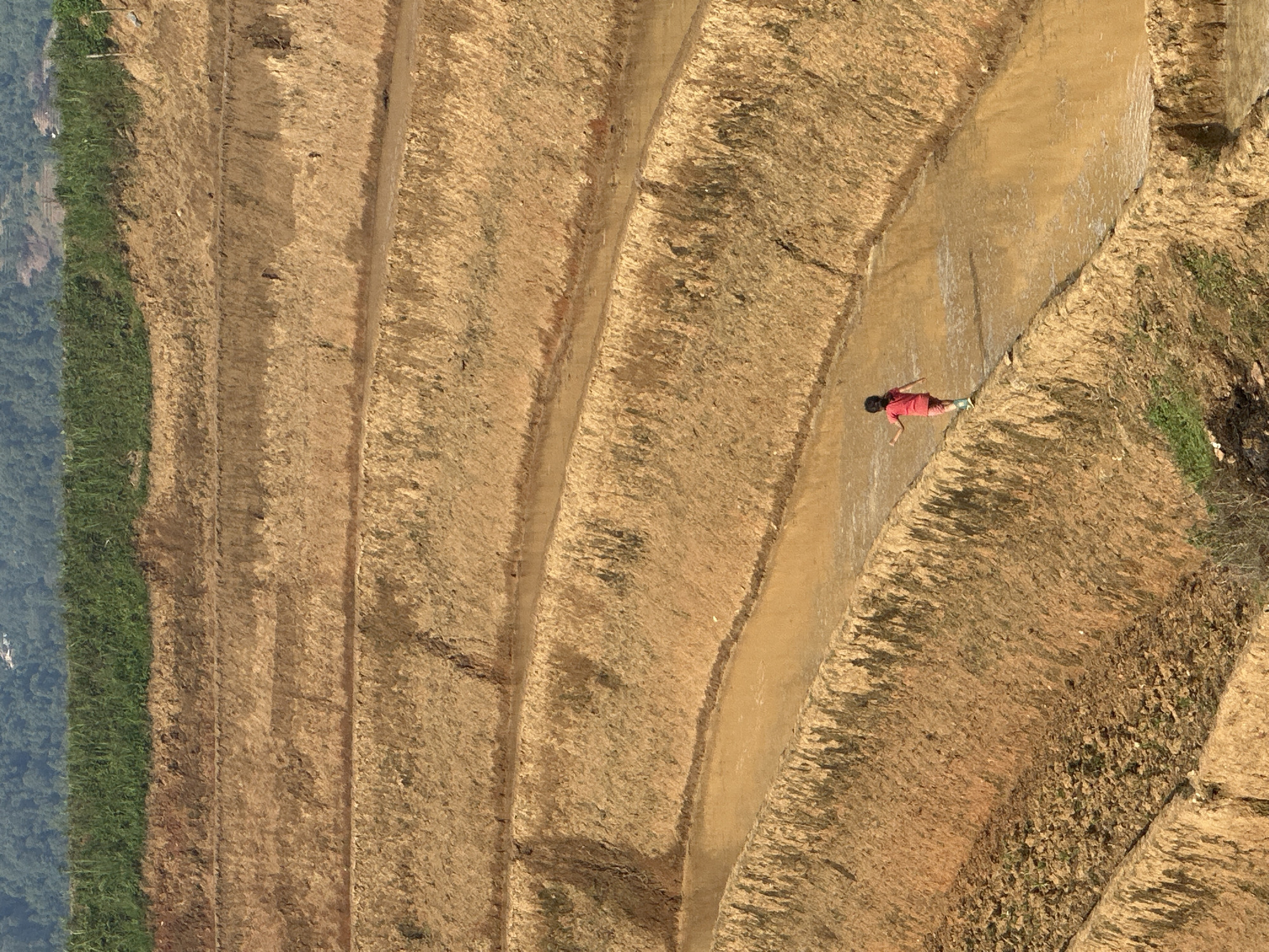 The image, when viewed with the landscape correctly oriented, depicts a vast expanse of terraced agricultural fields in Lao Chai, Vietnam, captured from an elevated perspective. The scene is dominated by numerous curvilinear terraces, primarily appearing as light brown and ochre-colored earth, suggesting they are either fallow, harvested, or prepared for planting. Shallow water channels, filled with muddy water, separate some of the terraces.
A single person is visible, positioned within one of the wider, water-filled channels between the terraces. They are wearing a bright red top and light-colored pants or leggings, with light shoes. The individual appears to be walking or standing, with arms slightly outstretched, perhaps for balance or in a relaxed posture.
In the background, to the left of the terraced fields, a dense, dark green forest or mountainous area is visible, contrasting with the lighter hues of the cultivated land. Some of the terraces also show patches of green vegetation. The scene is brightly lit under clear skies, indicating daytime. There are no discernible emotional expressions, and no text is visible in the media file.