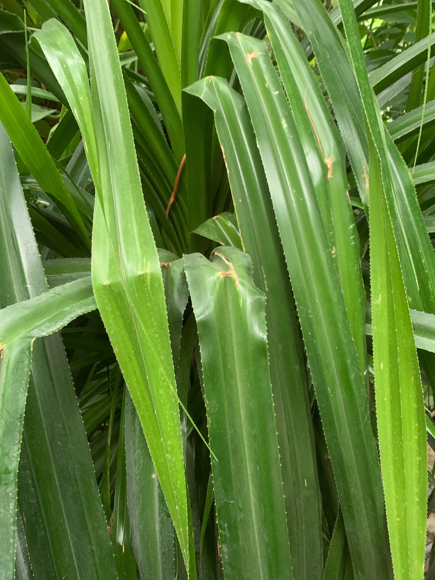 The image is a close-up, eye-level, full-frame shot of several long, glossy, green leaves of a plant, likely a type of pandanus or a similar tropical plant. The leaves are positioned vertically and diagonally, with some overlapping. Their surfaces show subtle striations and a few small, light brown or tan marks, possibly dried sap or minor damage. The edges of the leaves are serrated, with visible small, sharp projections. The background is a dense blur of more green foliage, suggesting a natural, possibly humid environment. There are no people, animals, or man-made objects visible. The lighting is diffused, creating soft shadows and highlighting the sheen of the leaves. There is no specific information that would suggest a location in Lviv, Ukraine.