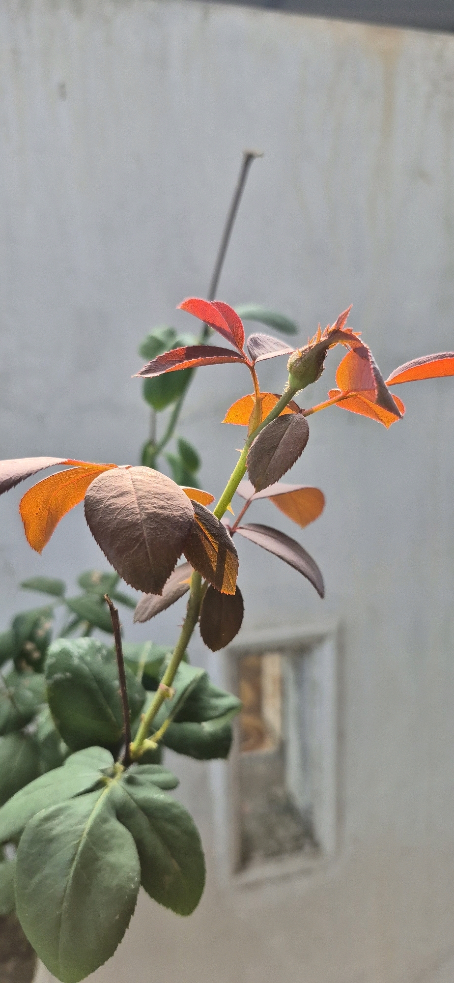A close-up, vertical shot shows the upper part of a rose plant with a budding flower. The plant's stem is green and has thorns. The leaves range in color from dark brown to a vibrant reddish-orange, especially those closer to the bud. The bud itself is small and green, with delicate petals just beginning to unfurl. The background is a plain, light gray wall with a blurred window-like opening. The lighting suggests it is daytime, with sunlight highlighting the reddish leaves. The image appears to have been taken outdoors, possibly in a garden or near a building. The specific location of City of Tebing Tinggi, Indonesia is not discernible from the visual elements of the image.