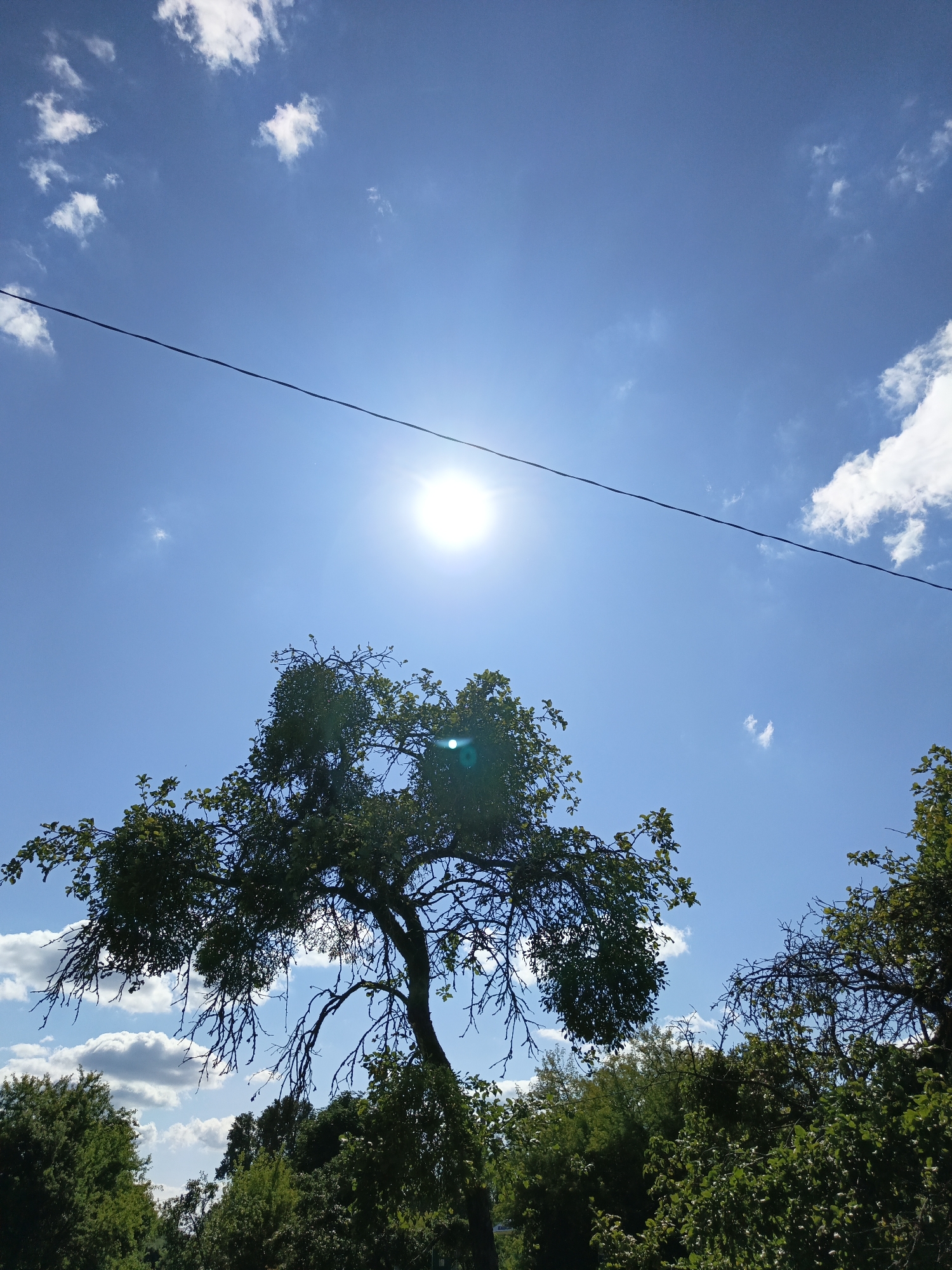 The image captures a bright, sunny day in a rural or park-like setting. The sky is a vibrant, clear blue, with a few scattered white clouds. The sun is prominently positioned in the upper center of the frame, appearing as a strong, bright orb with visible lens flare. A thin black wire stretches diagonally across the upper portion of the sky, suggesting the presence of utility lines.
Dominating the lower half of the image is a large tree with a sprawling canopy. The tree's branches are visible, some bare and skeletal, while others are adorned with dense green foliage. There appear to be clumps of mistletoe growing on the branches of this tree, characterized by their round, leafy masses. Below this central tree, a dense line of green trees and foliage forms a natural horizon. The overall impression is one of a natural landscape under a clear, sunlit sky. The image is taken from a low angle, looking upwards towards the sky and the tree canopy. No people or animals are visible in the frame. The location is identified as Парэчча, Belarus.