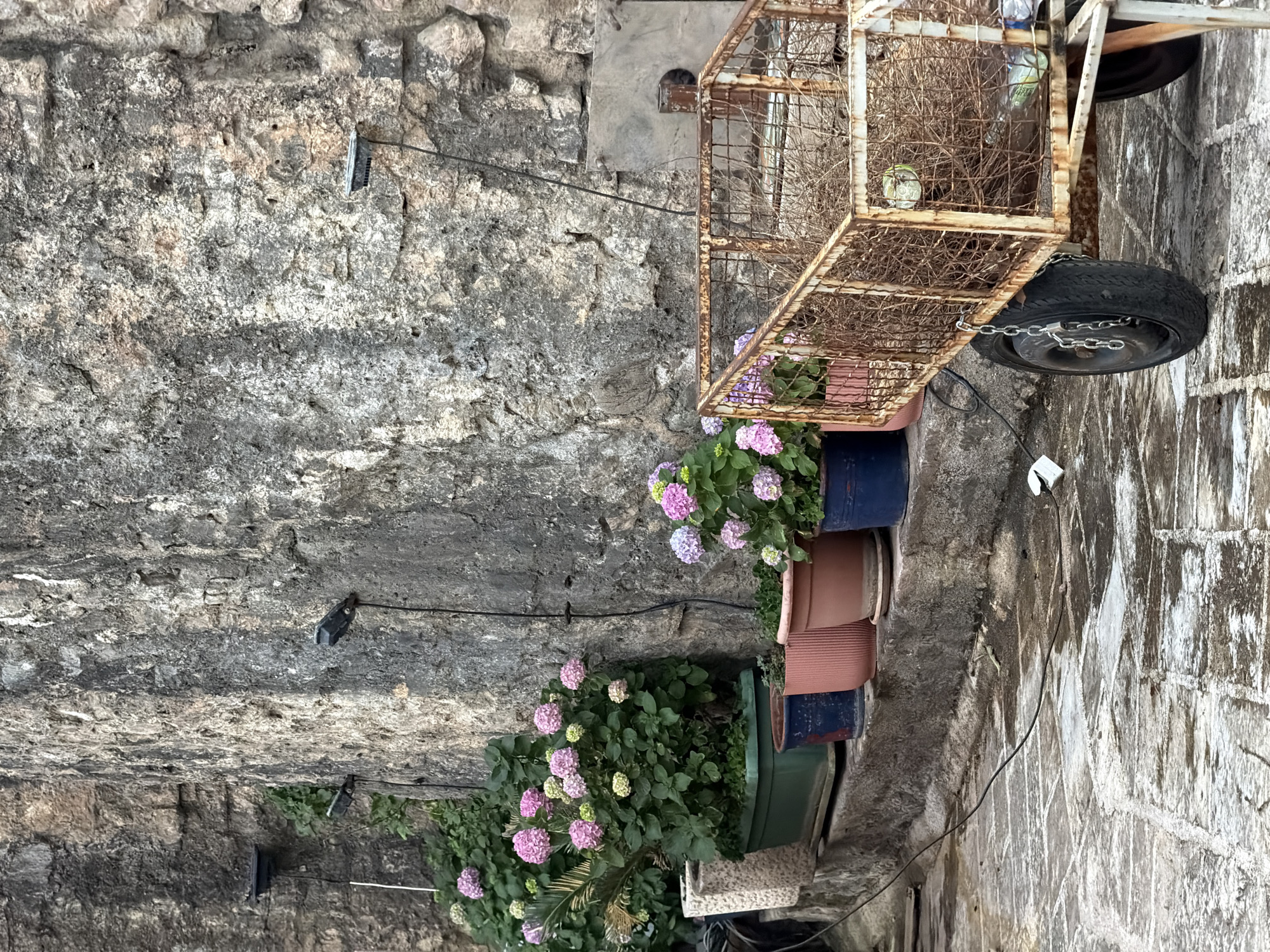 The image shows a vertical view of a narrow outdoor space, possibly an alley or side street, in Budva, Montenegro. On the left is a textured, grey stone wall. Three electrical boxes with attached wires are visible on the wall. A series of flower pots are stacked beside the wall. From top to bottom, the flower pots are colored blue, terra cotta, terra cotta, blue, and green, and they are filled with flowering plants, notably hydrangeas with pink and purple blooms. To the right, the space transitions to a paved area with similar stone or concrete construction. A rusty metal cart with a wire cage structure is partially visible, encroaching into the space from the right edge of the frame. A black tire is attached to the cart. The cart contains debris and a white plastic water bottle. Chains attached to the wheel secure it to the cart.
