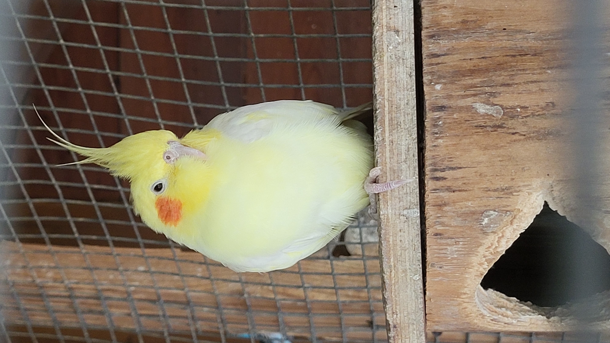 A light yellow cockatiel with an orange cheek patch and a distinctive crest stands on a wooden perch inside a cage. The cage has a wire mesh on the back and sides, and a wooden nesting box is visible below the perch. The bird is positioned in the center of the frame, with its head slightly tilted. The background is blurred, suggesting a focus on the bird. The overall scene appears to be an aviary or a pet bird enclosure. The location in Prešov, Slovakia, is not discernible from the image itself, as there are no identifiable landmarks or context clues.