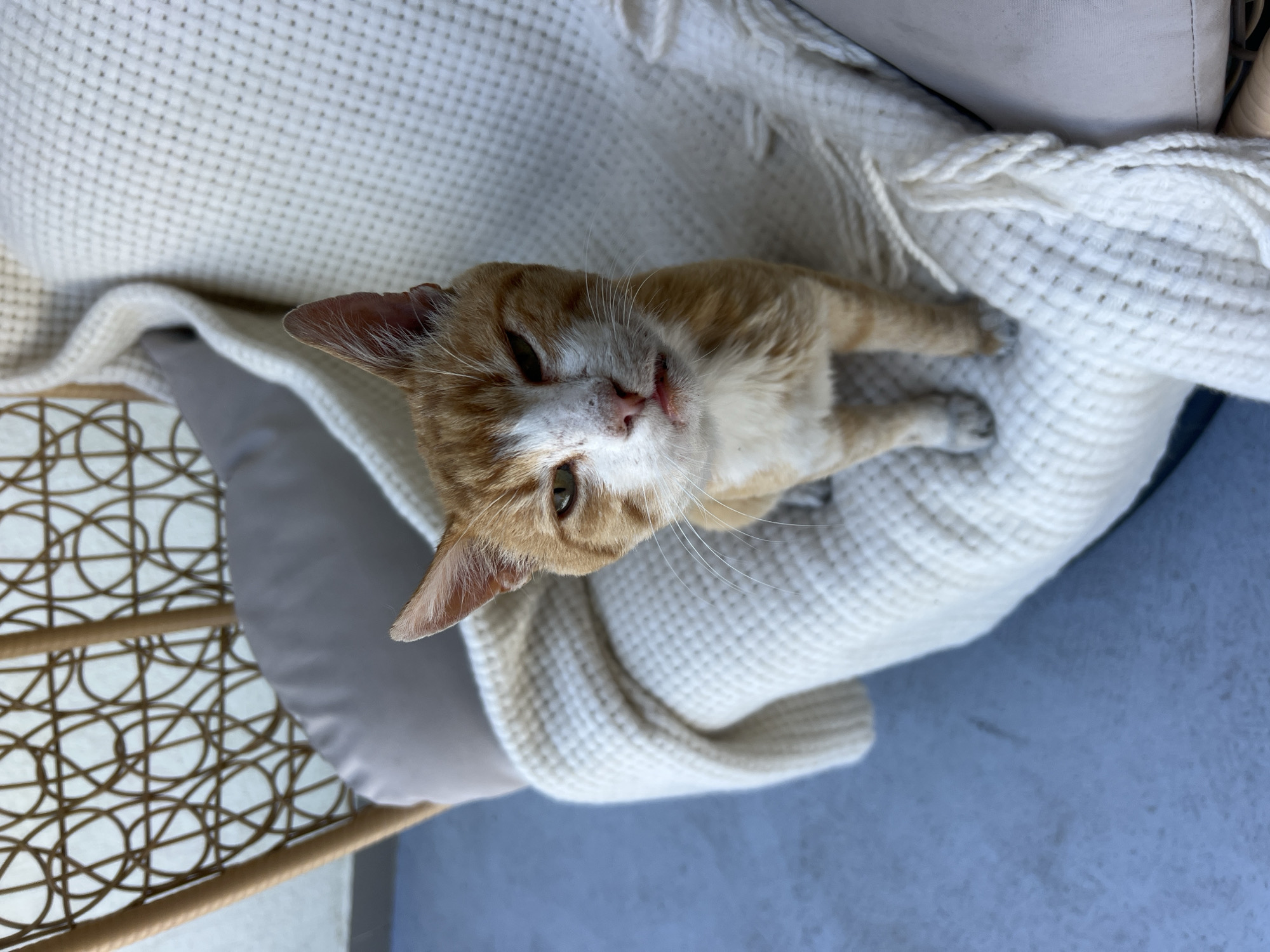 A ginger and white cat sits on a white, woven blanket draped over a chair. The cat is facing the camera with its mouth slightly open, revealing its tongue. The background shows a woven chair and a grey pillow. The scene appears to be outdoors, on a balcony or patio, with a blue floor. There is no indication of the location being in Fontanka, Ukraine.