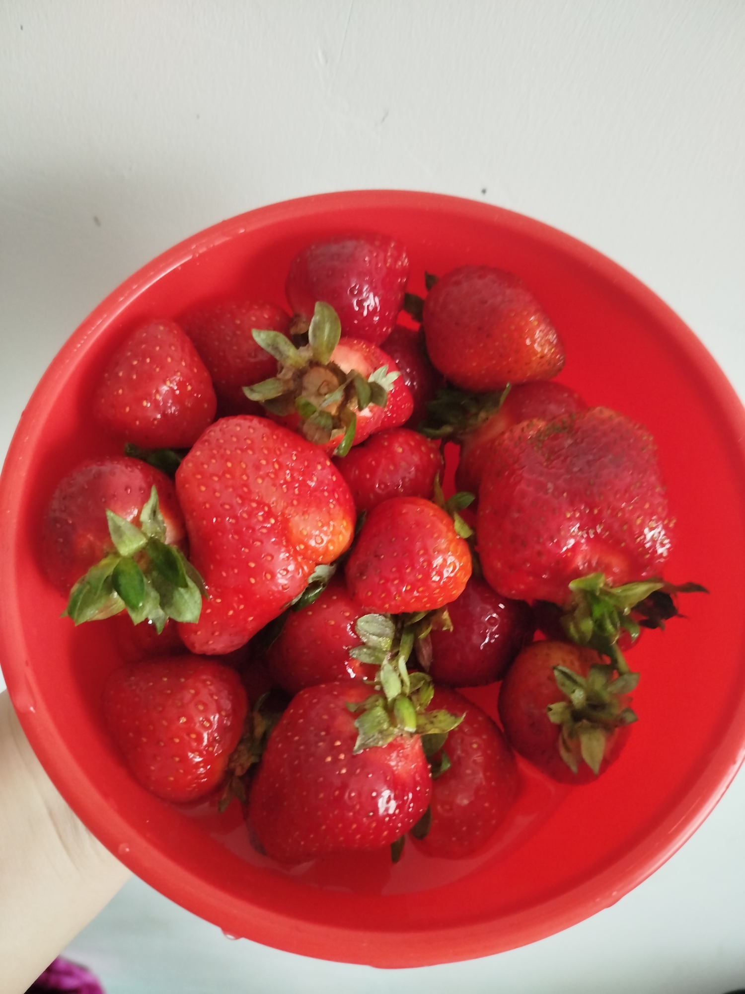 A close-up, overhead shot shows a vibrant red bowl filled with ripe strawberries. The strawberries are a rich red color, some with visible seeds and green leafy tops. A hand is partially visible in the lower left corner, holding the edge of the bowl. The bowl is set against a plain, light-colored background, possibly a wall. The lighting is natural, creating soft shadows and highlighting the glossy texture of the fruit. The scene appears to be an indoor setting.