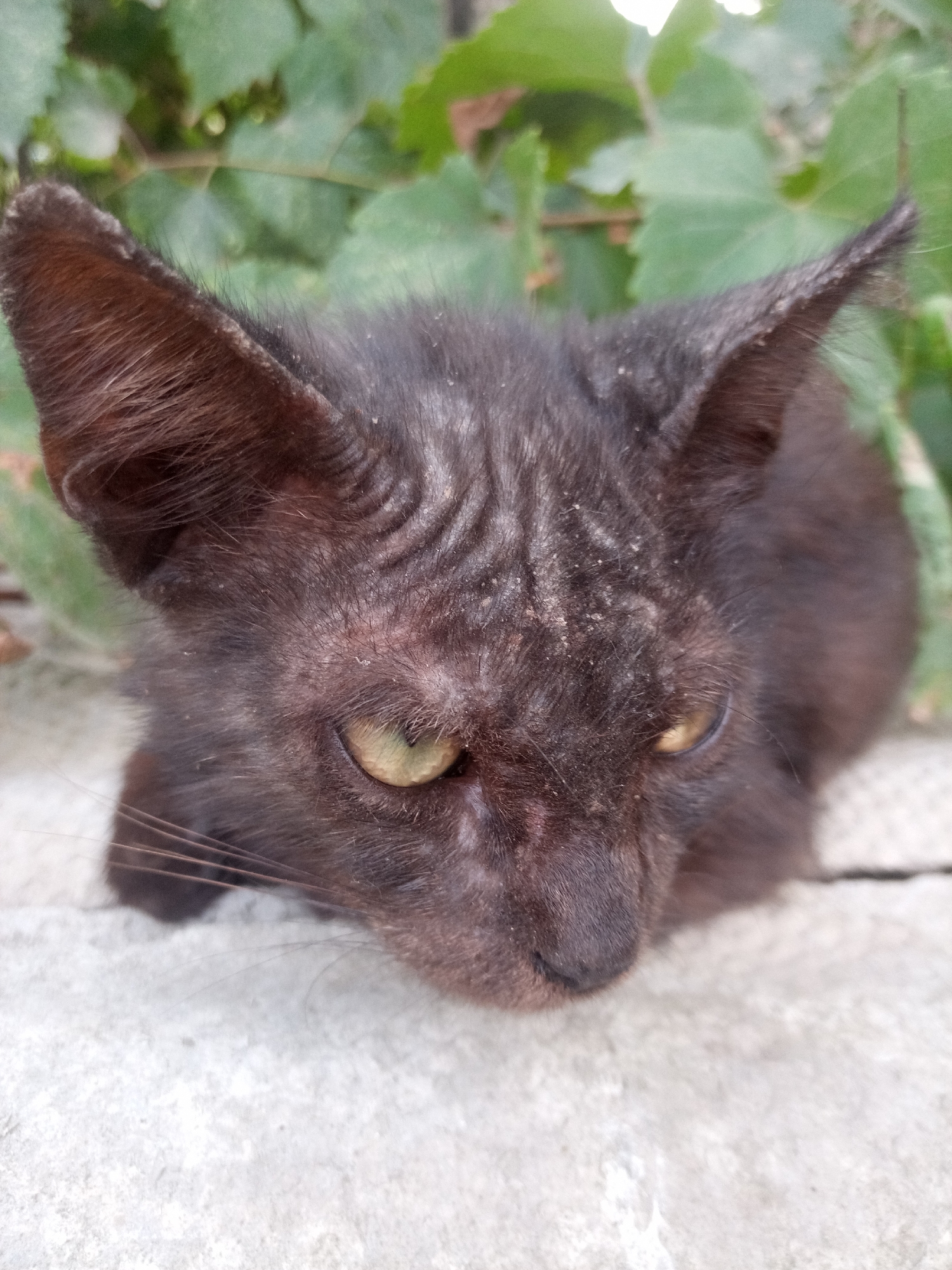 A close-up shot captures the face of a black cat with large, pointed ears and yellow eyes. The cat's fur appears somewhat disheveled, with a dusty or scaly texture on its head. Its gaze is directed downwards and slightly to the right. The background is blurred, showing green foliage, and the cat is resting on a light-colored, textured surface that appears to be concrete. The lighting suggests an outdoor environment, possibly during the day.