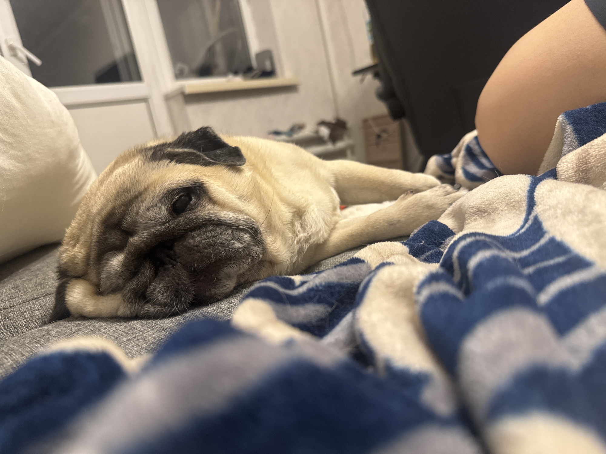 A fawn-colored pug dog lies on its side on a gray couch, partially covered by a blue and white striped blanket. The dog's head is resting on its paws, and its eyes are closed. The background shows a window and a wall with some furniture. The scene appears to be indoors, in a residential setting, possibly in Bishkek City, Kyrgyzstan.