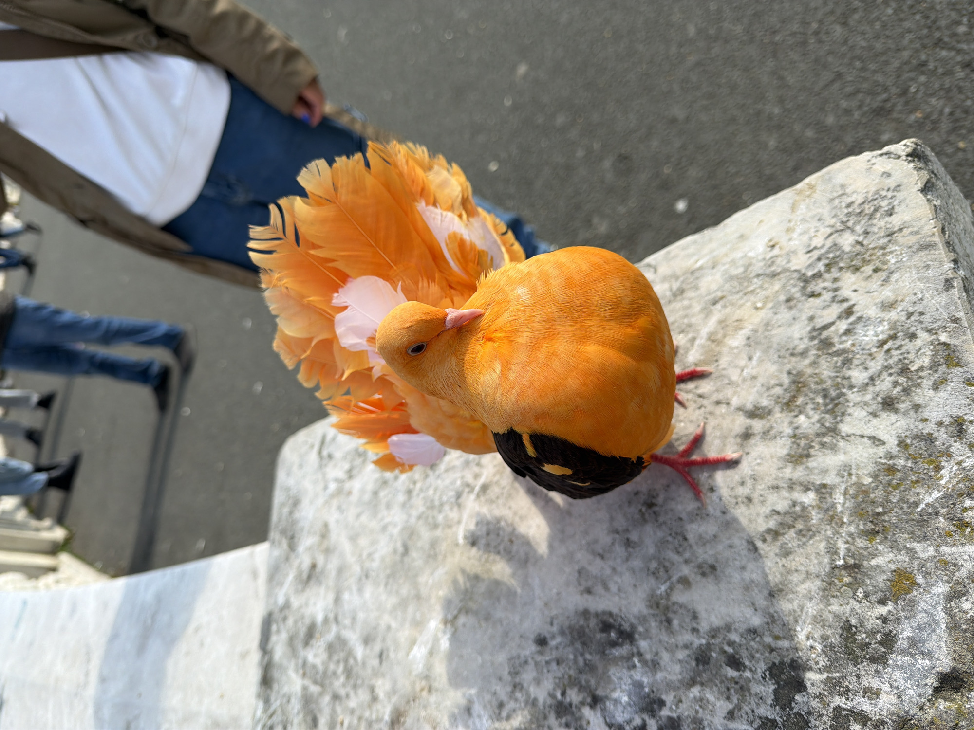 A high-angle, close-up shot shows an orange bird with a long, feathered tail perched on a concrete ledge. The bird has orange feathers on its body and tail, with some white accents in the tail feathers. Its legs are red, and it stands on the weathered gray concrete. In the background, the legs and part of the body of a person wearing jeans and a tan jacket can be seen, suggesting the bird is in a populated area. The location is in the city of Unknown, Unknown.