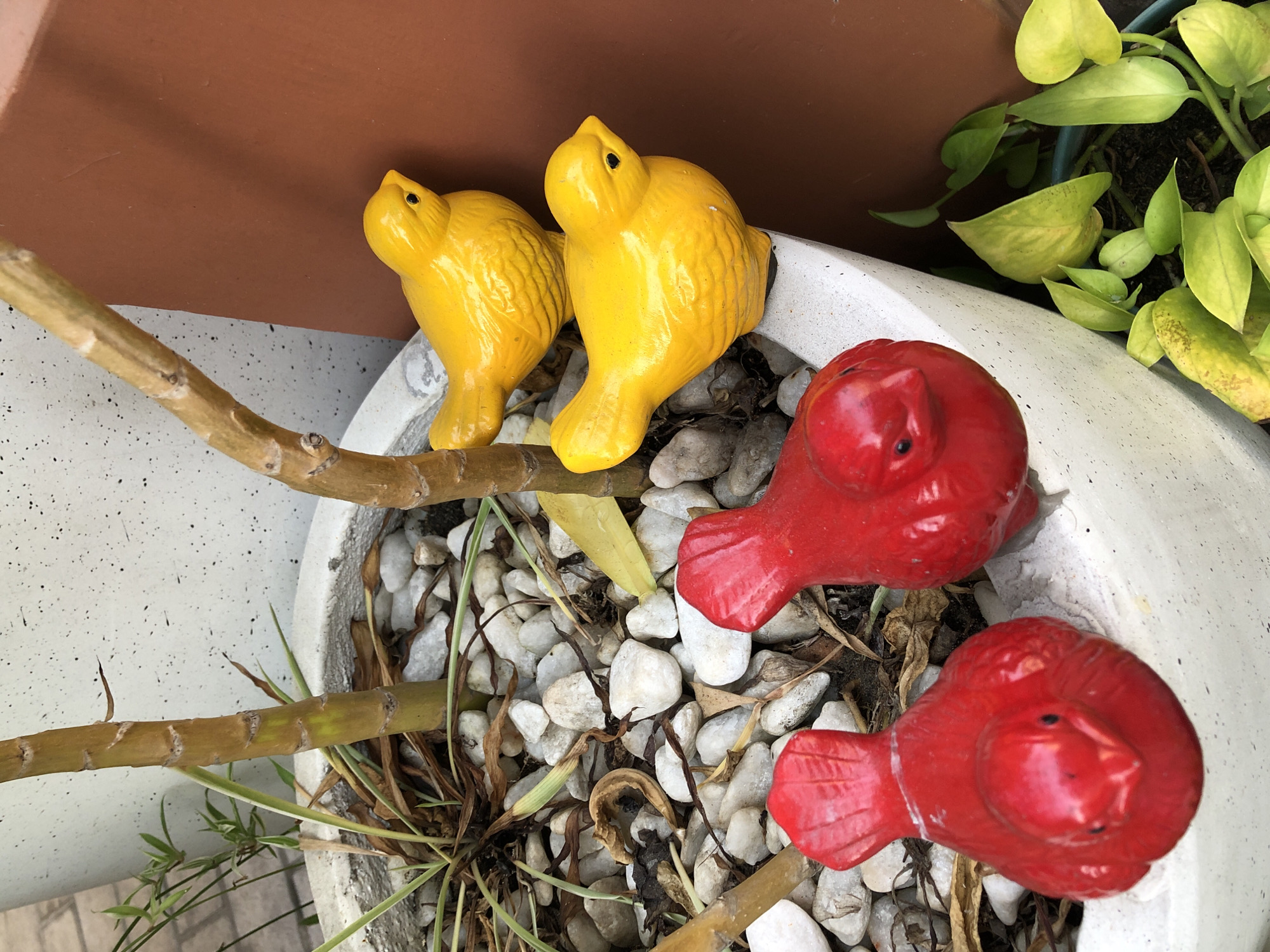 In Đà Nẵng, Vietnam, a close-up shot reveals a white planter containing several ceramic bird figurines and a plant with thin stalks and green leaves. Two yellow ceramic birds are positioned on the edge of the planter, facing right. In the foreground, two red ceramic birds are situated on the white surface, facing forward. The planter is surrounded by white pebbles and dried plant matter. A brown terracotta pot is visible on the right side of the frame, and a patch of green leafy plants is seen at the bottom right.