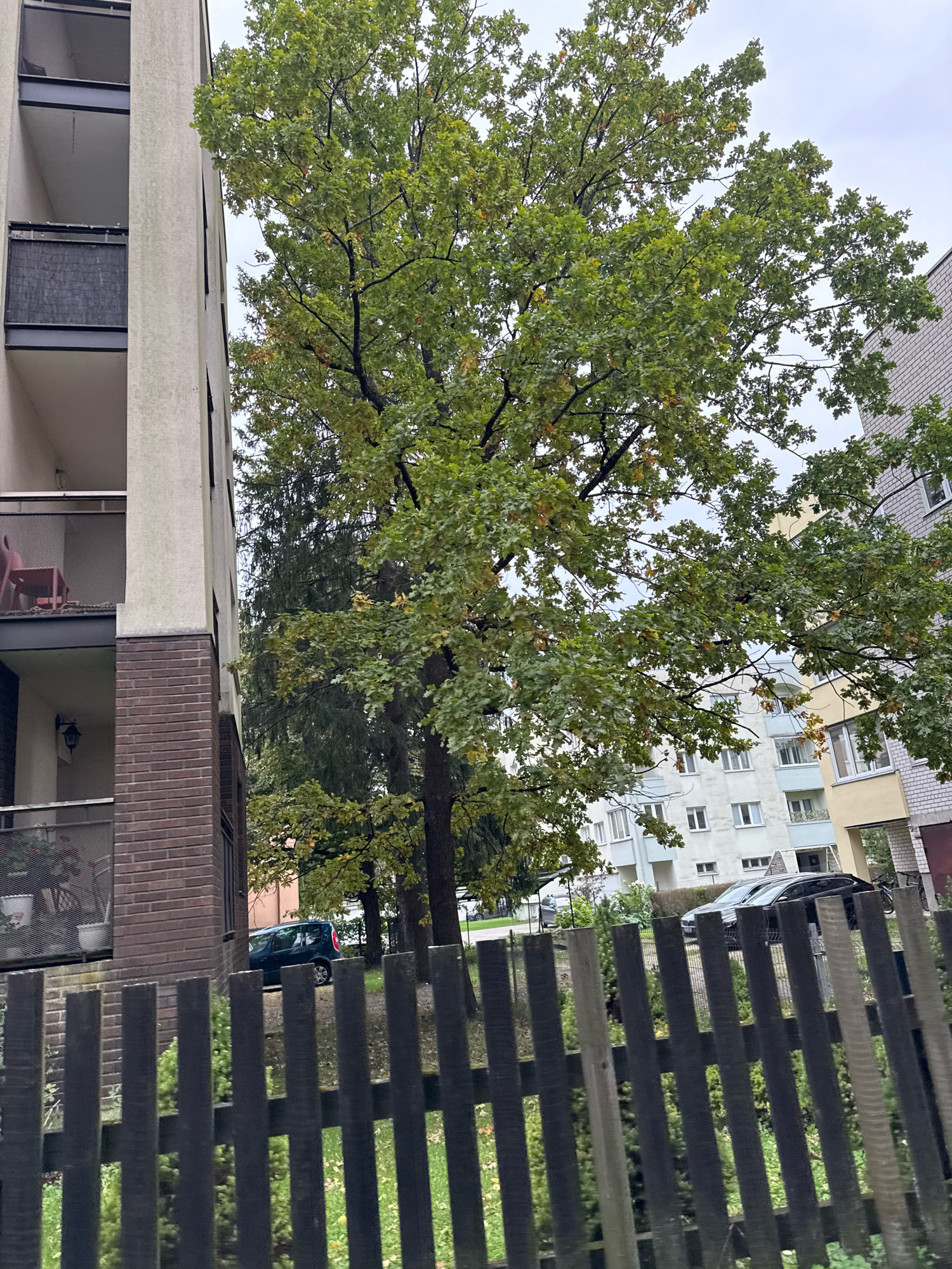 A medium shot captures an outdoor scene with a building on the left, a large tree in the center, and other buildings in the background. The building on the left is a light-colored, multi-story structure with balconies that have dark metal railings. The balconies appear empty, except for one on a lower level which has a red chair and some potted plants. The building has a base made of dark red brick.
The tree in the center is deciduous with green leaves, some showing hints of yellow or brown, suggesting it's autumn. Its branches spread widely, partially obscuring the background.
Behind the tree, there are several other buildings. One building to the right of the tree is lighter in color, possibly yellow or beige, with several windows. Further to the right, another building is visible, constructed with greyish bricks and featuring windows.
In the foreground, a dark wooden fence with vertical slats runs across the image. Through the fence and behind it, several objects are visible: a dark blue car is parked on a grassy area to the left, and a black car is parked further back. The ground area appears to be a mix of grass and dirt. The sky is overcast and light grey.
The location is specified as Tallinn, Estonia.