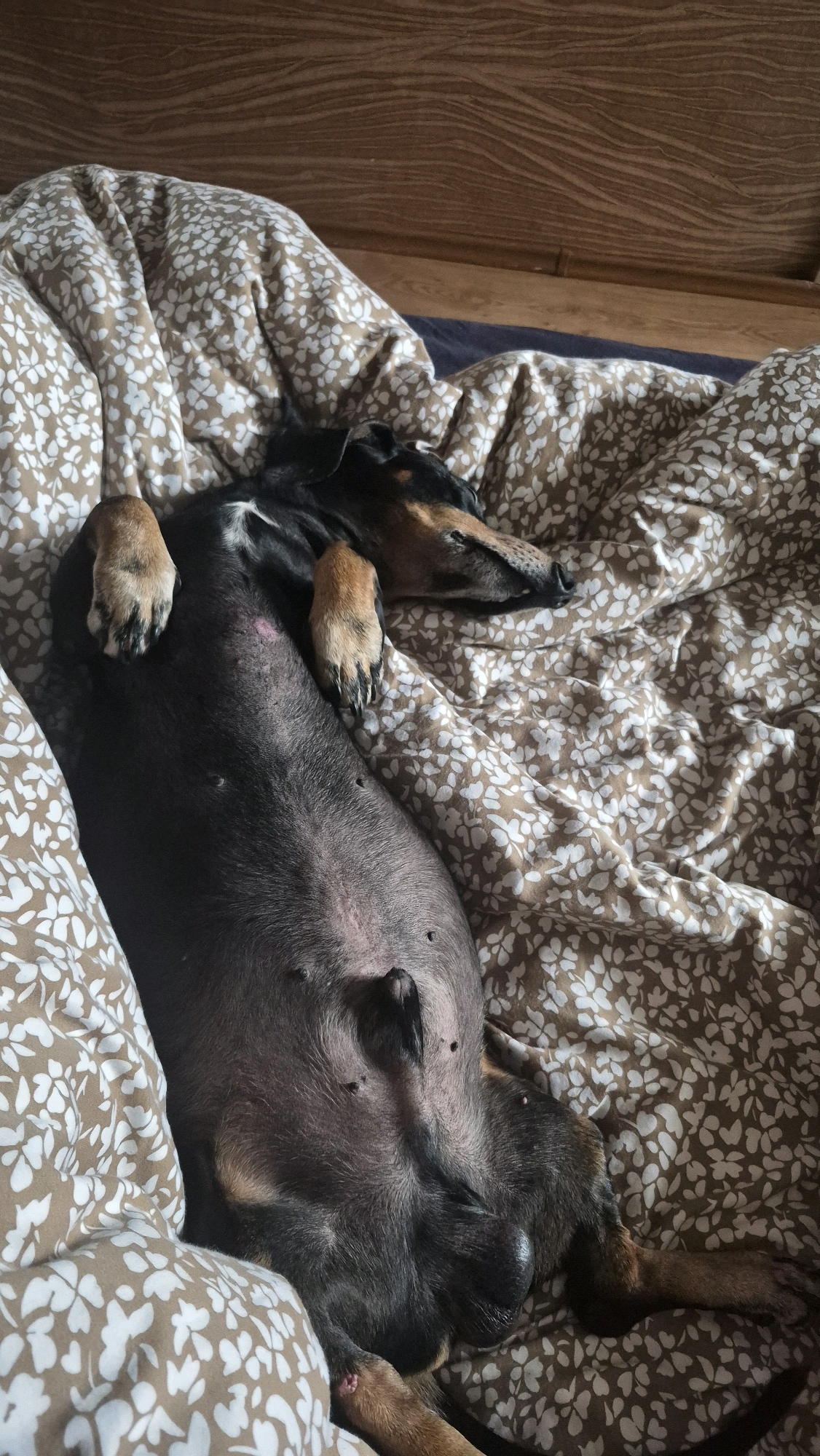A black and tan dachshund is sleeping on its back on a bed with a floral patterned comforter. The dog's belly is exposed, and its paws are resting on its chest. The background of the image shows a wooden headboard. The scene is indoors.
